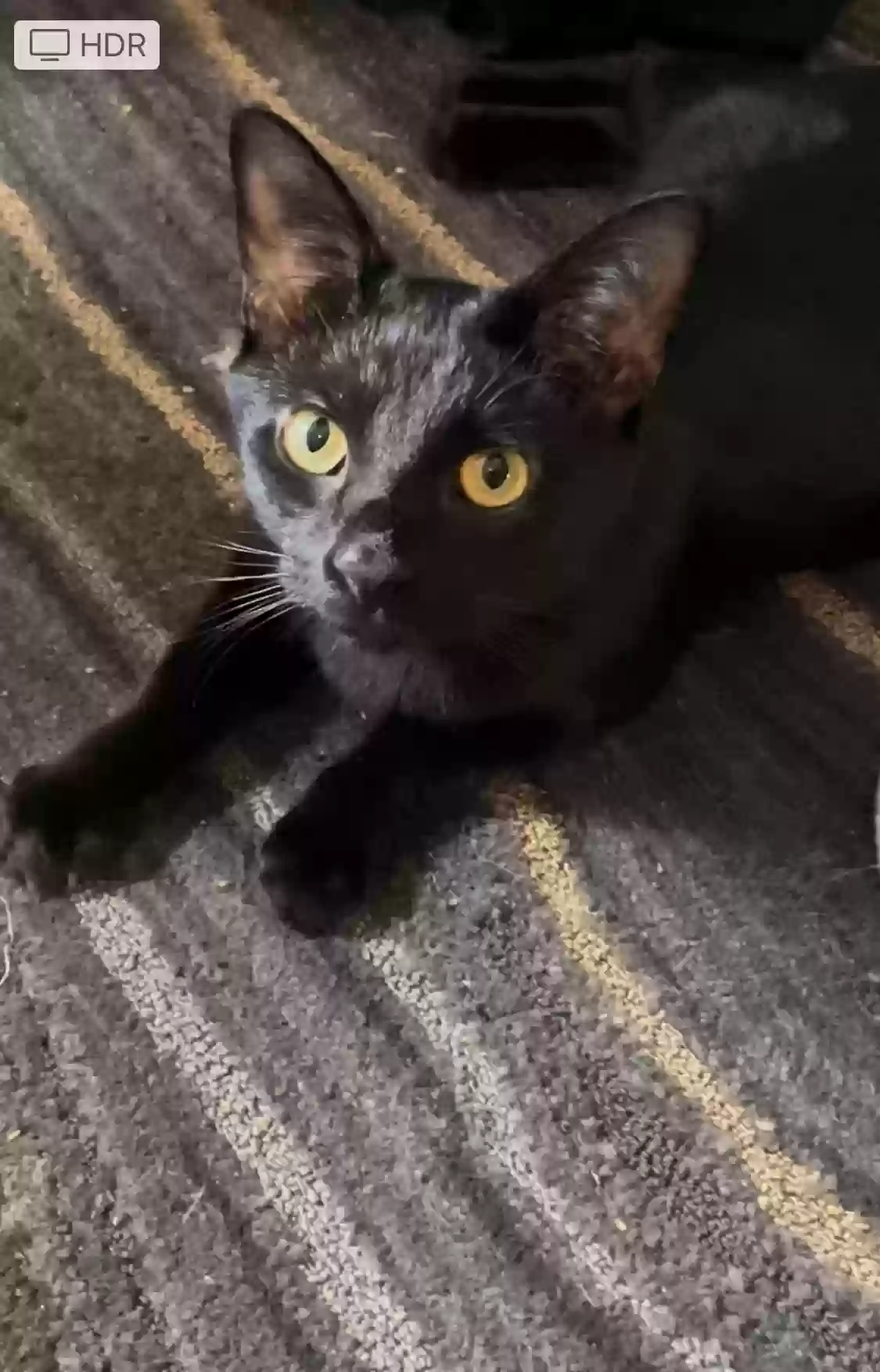 Lost cat in Nicholasville, KY, 40356