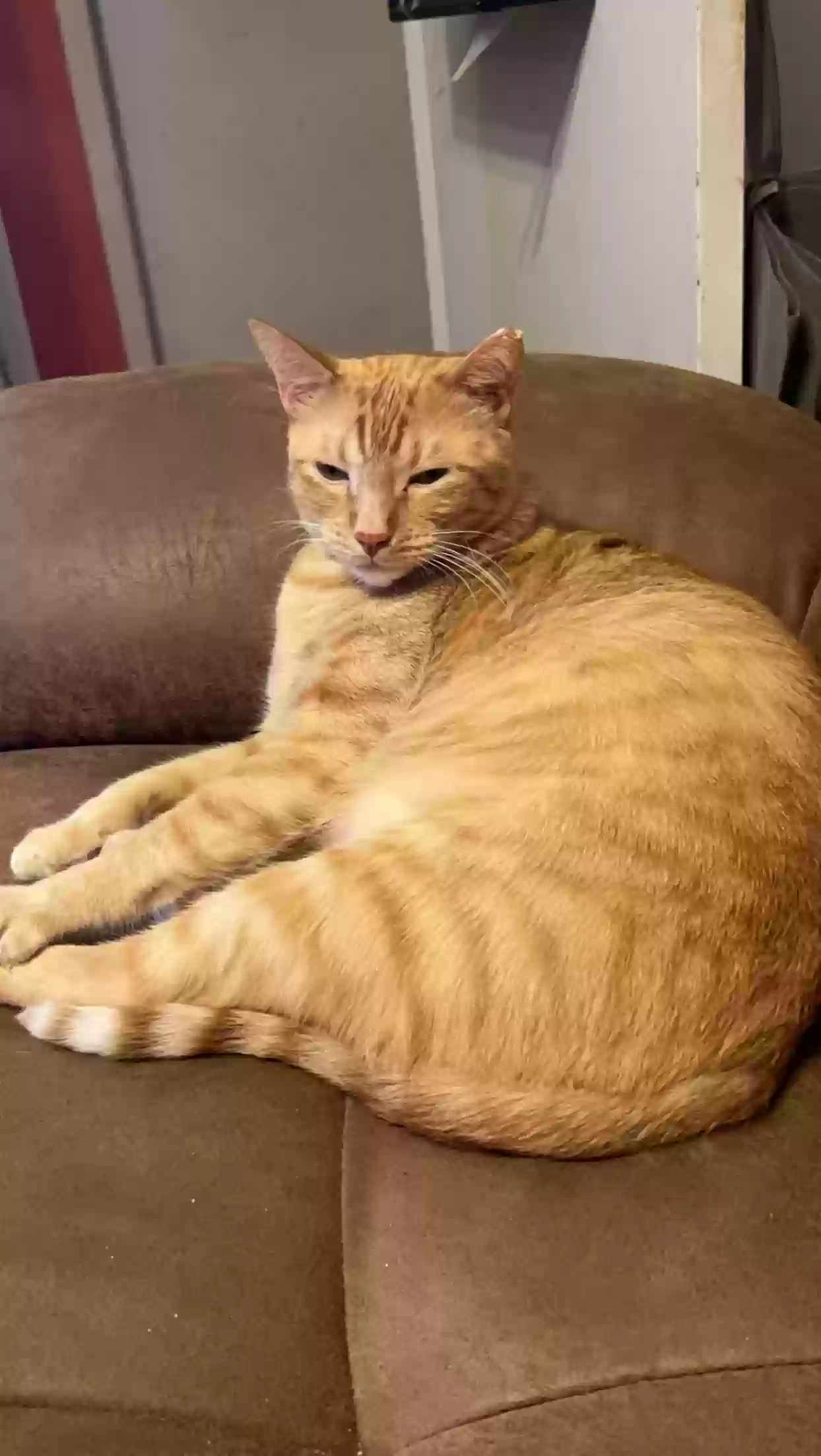 Lost cat in New Braunfels, TX, 78130