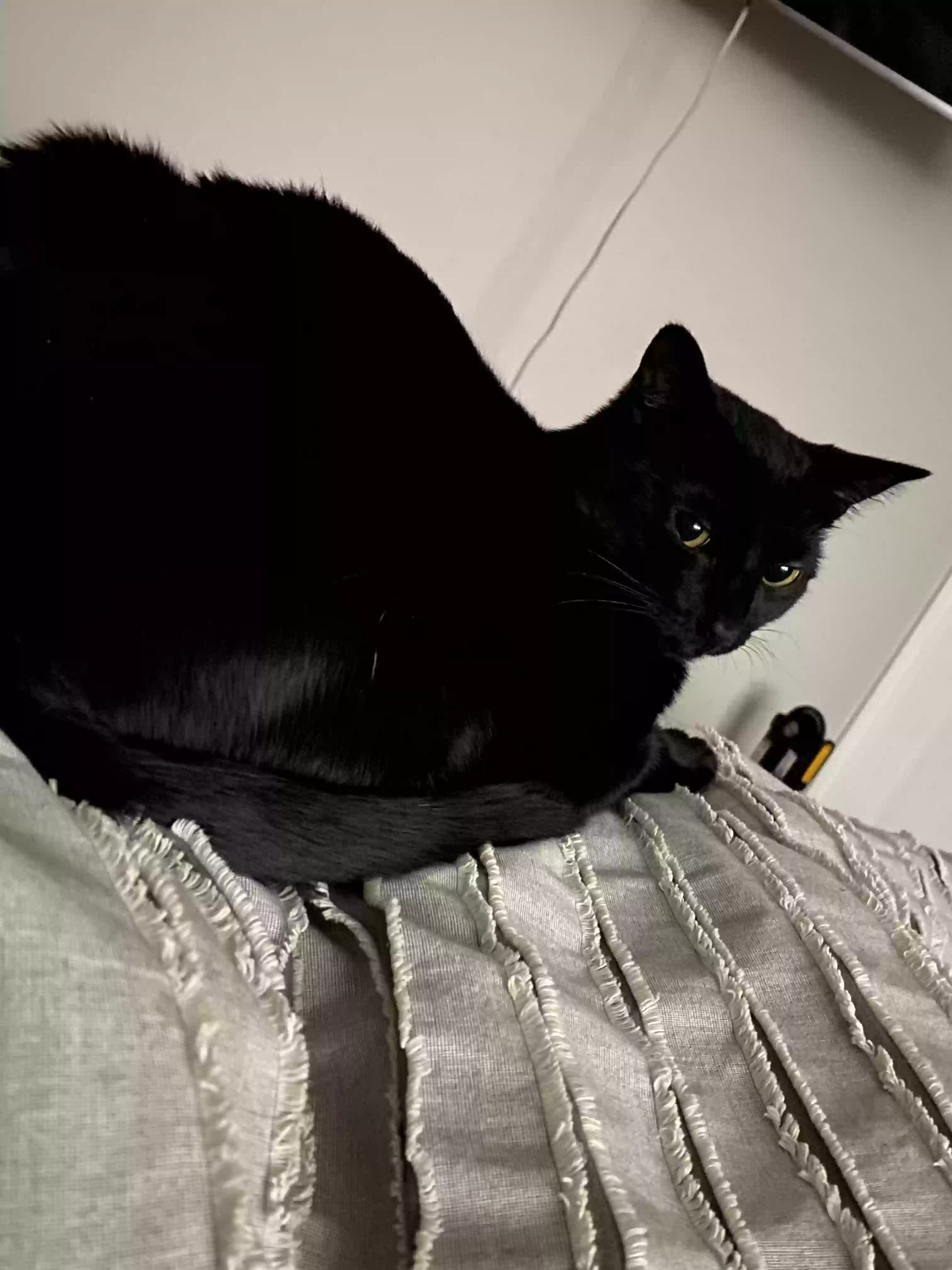 Lost cat in Rochester, NH, 3867