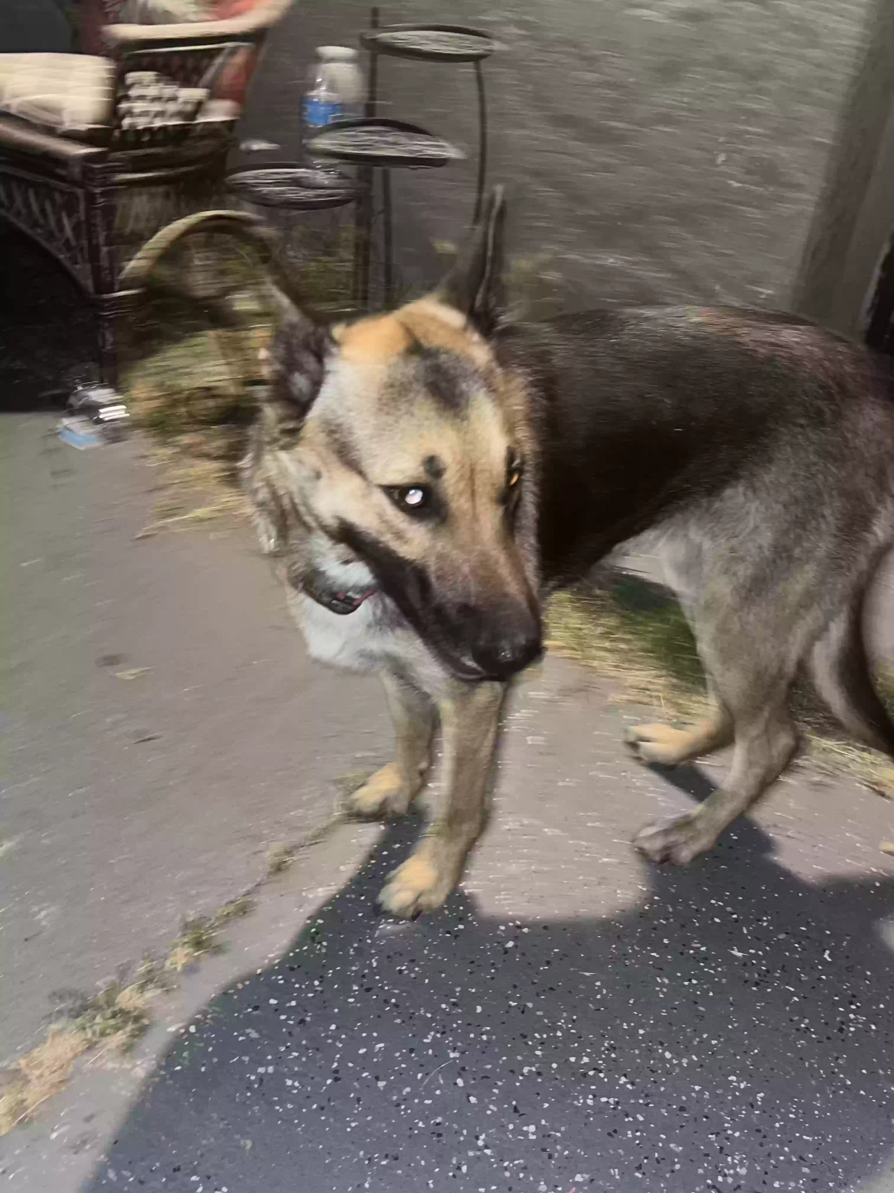 Found dog in French Camp, CA, 95231