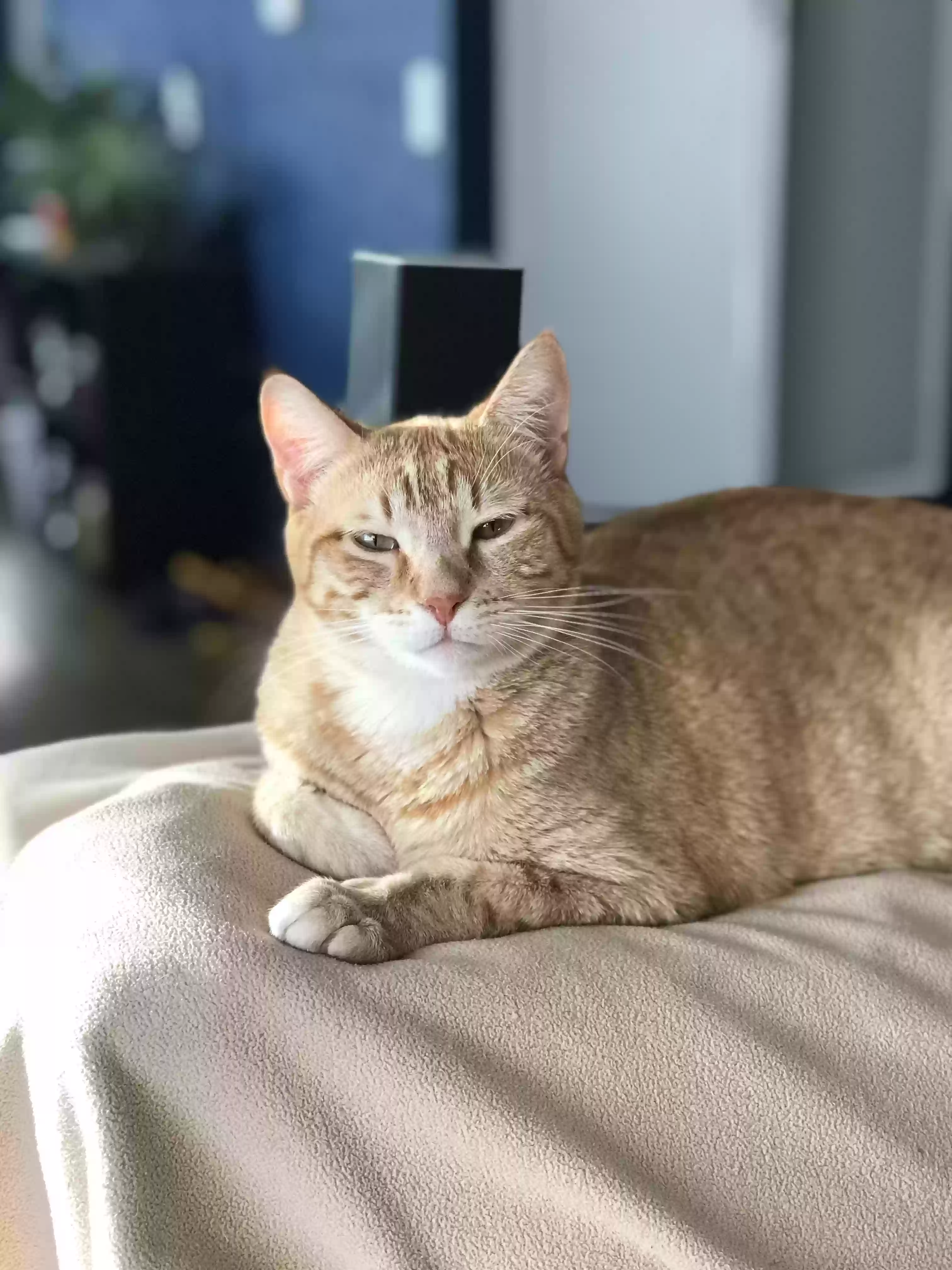 Lost cat in Priest River, ID, 83856