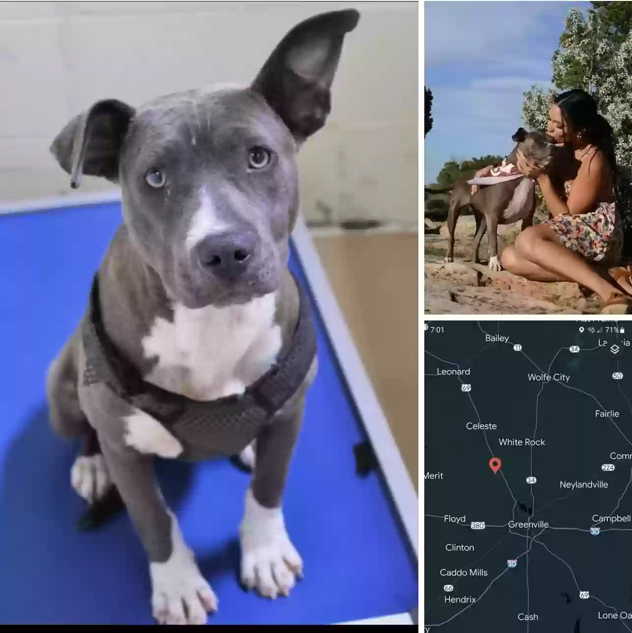 Lost dog in Greenville, TX, 75401