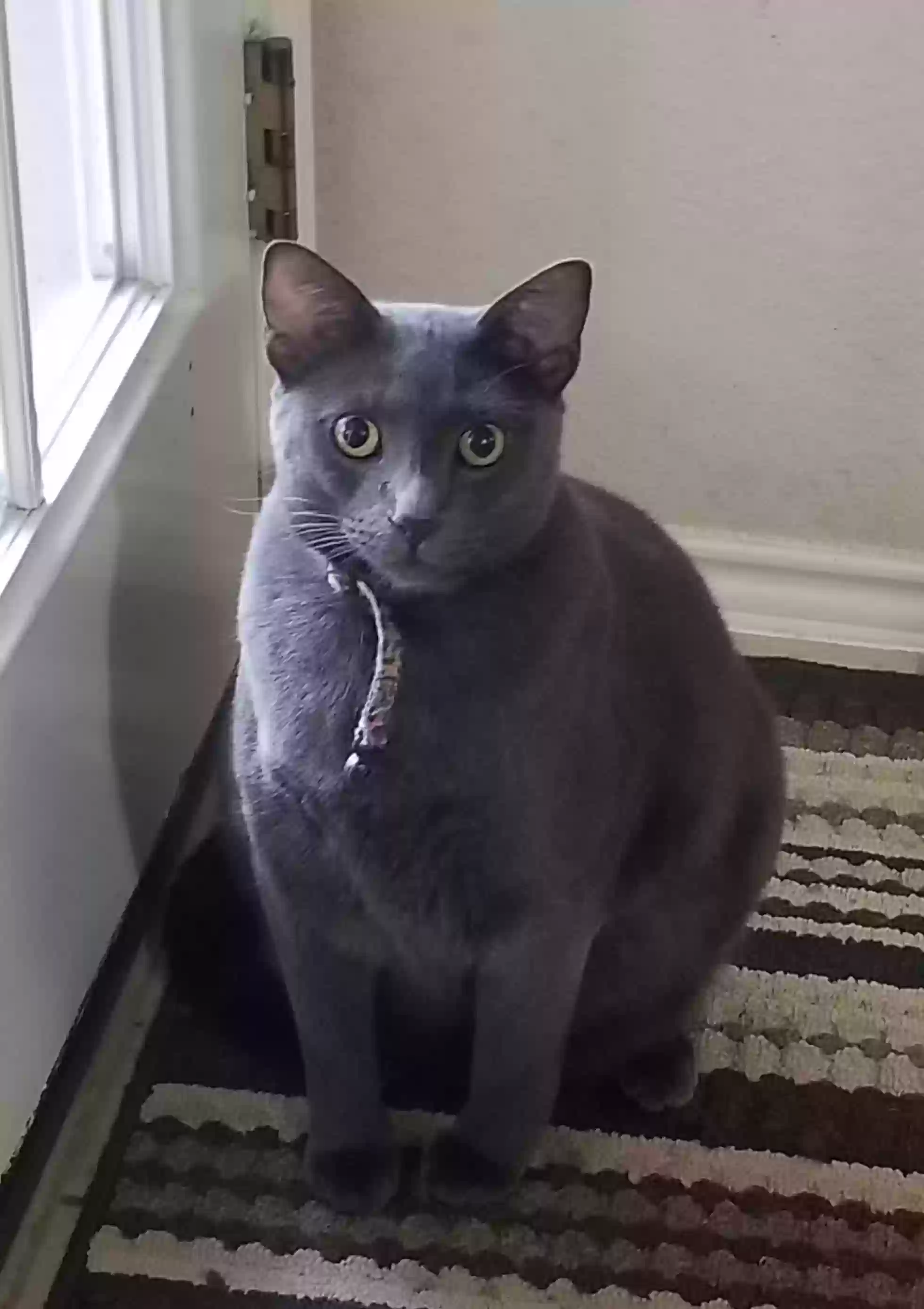 Lost cat in Corpus Christi, TX, 78410