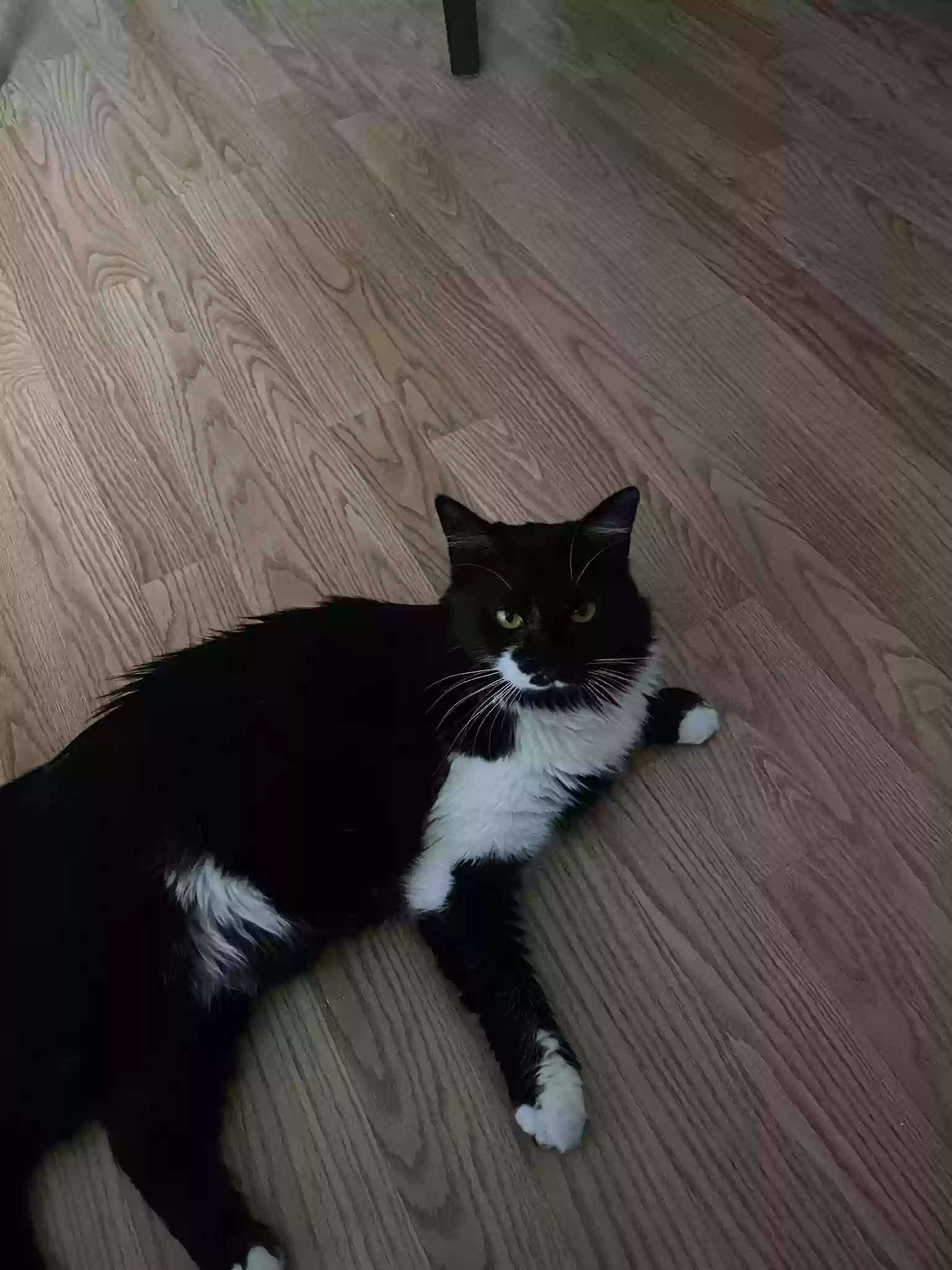Lost cat in Miami, FL, 33179