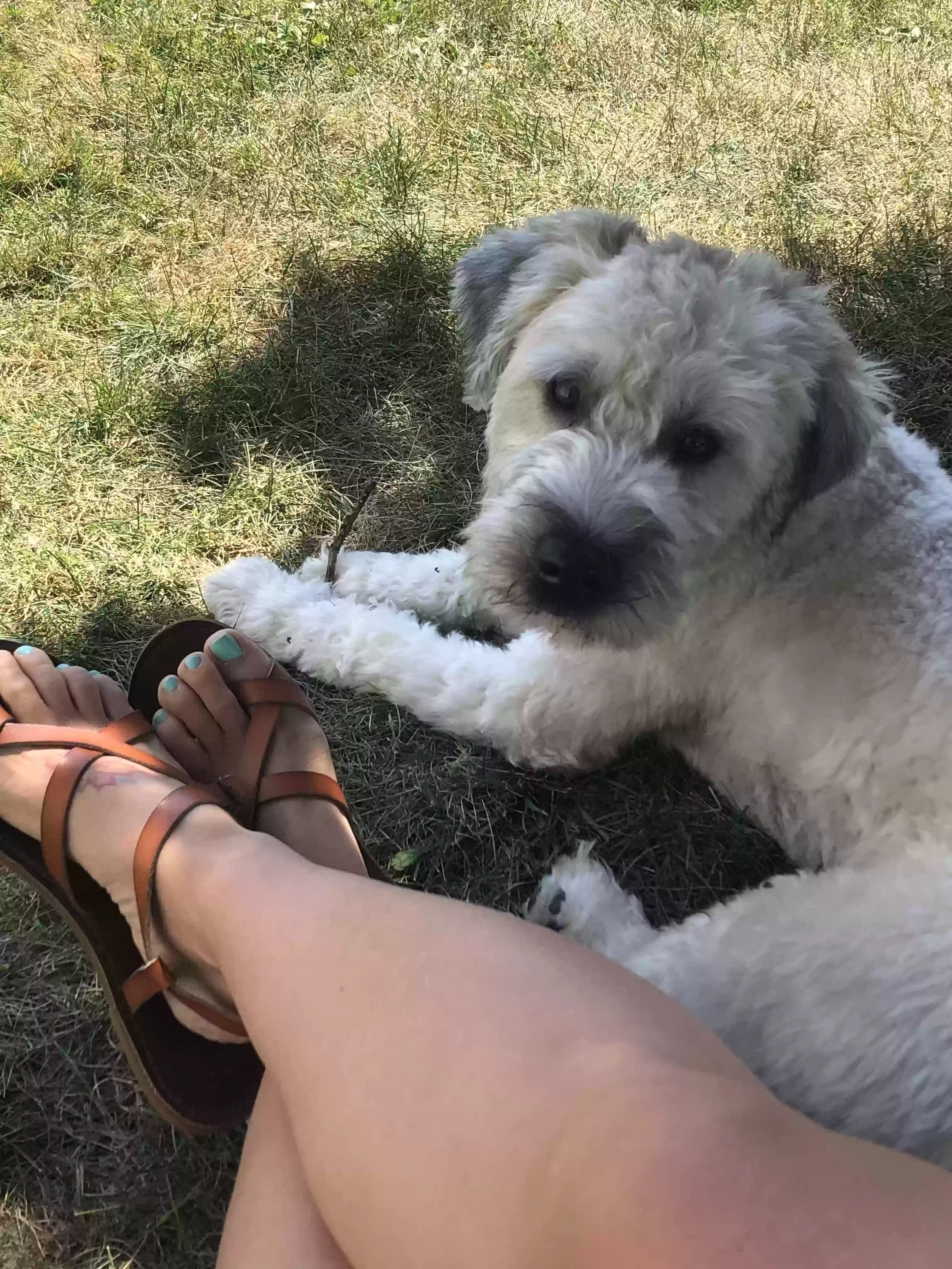 Lost dog in Cleveland, OH, 44144