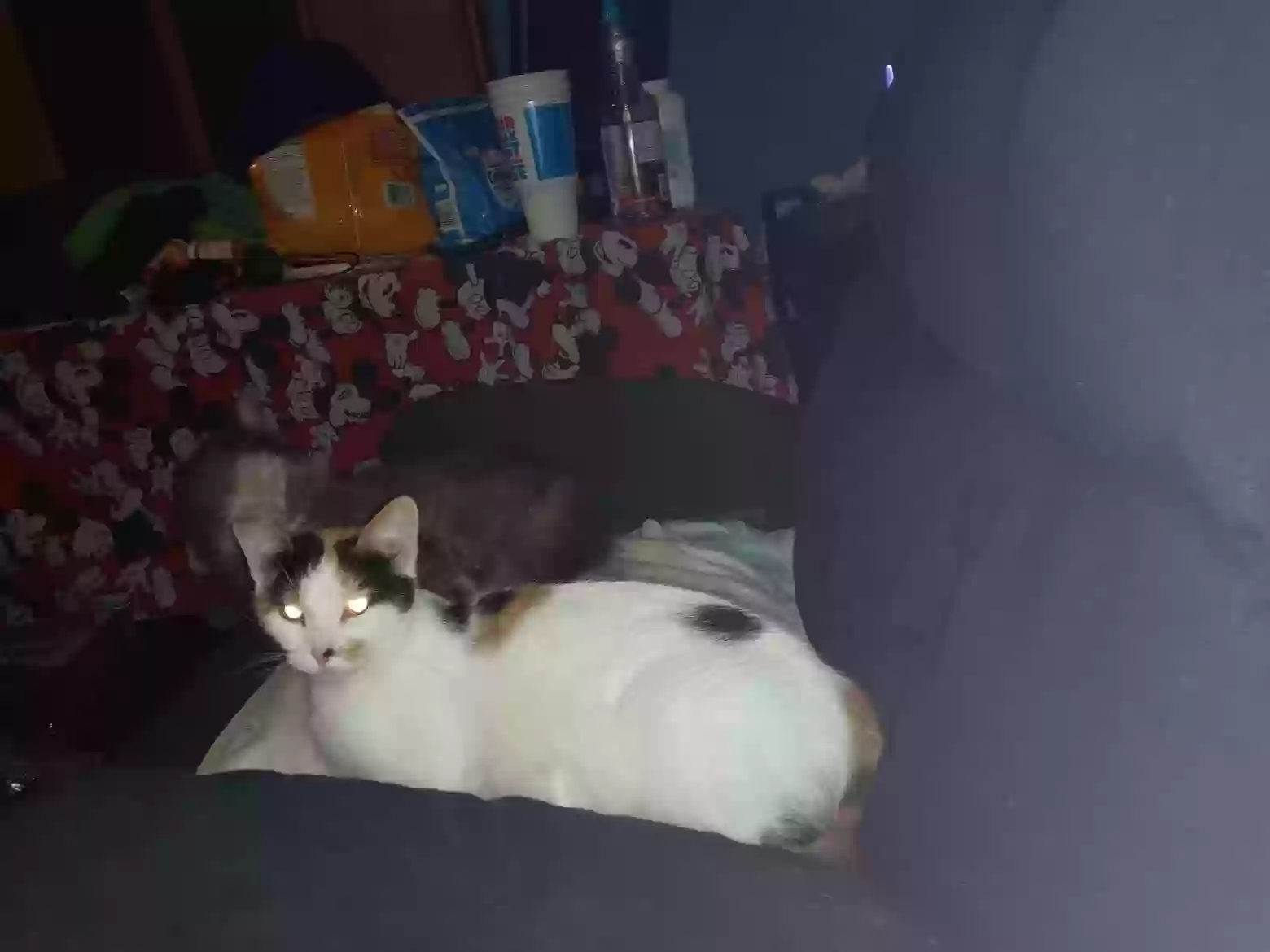 Lost cat in Middletown, OH, 45044