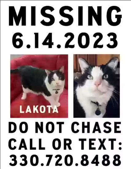 Lost cat in Uniontown, OH, 44685