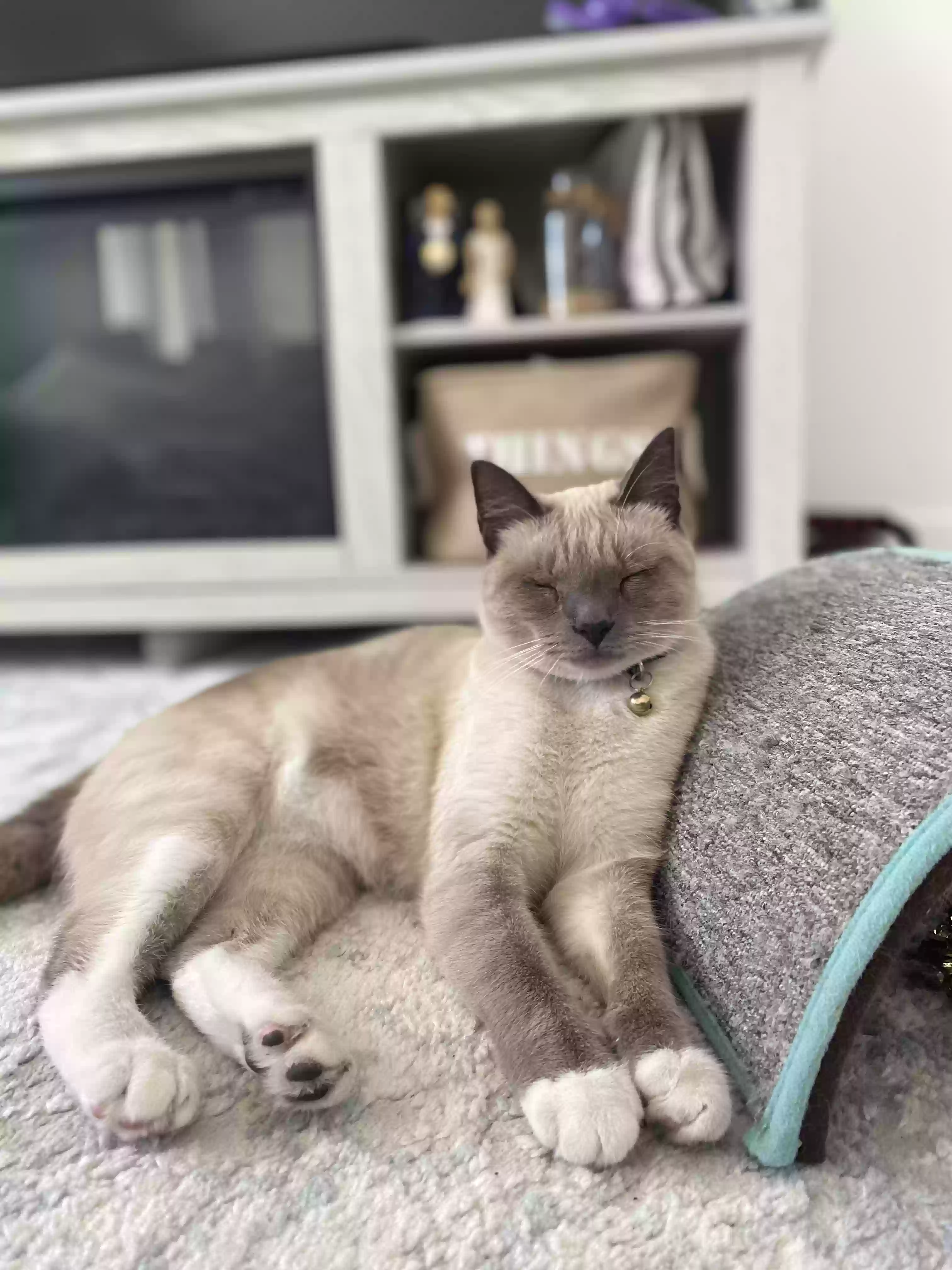 Lost cat in Naples, FL, 34116