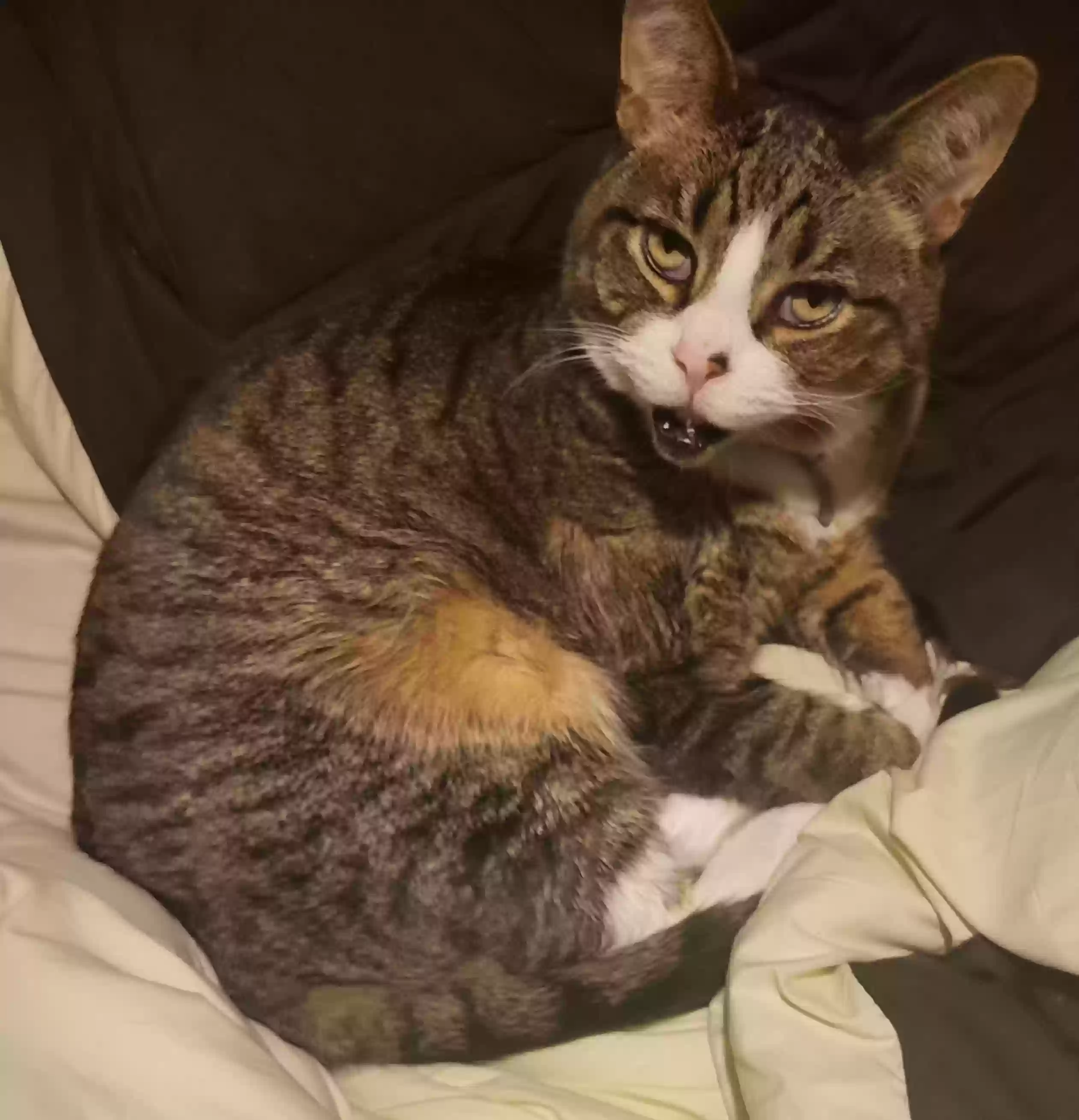 Lost cat in Milwaukee, WI, 53207