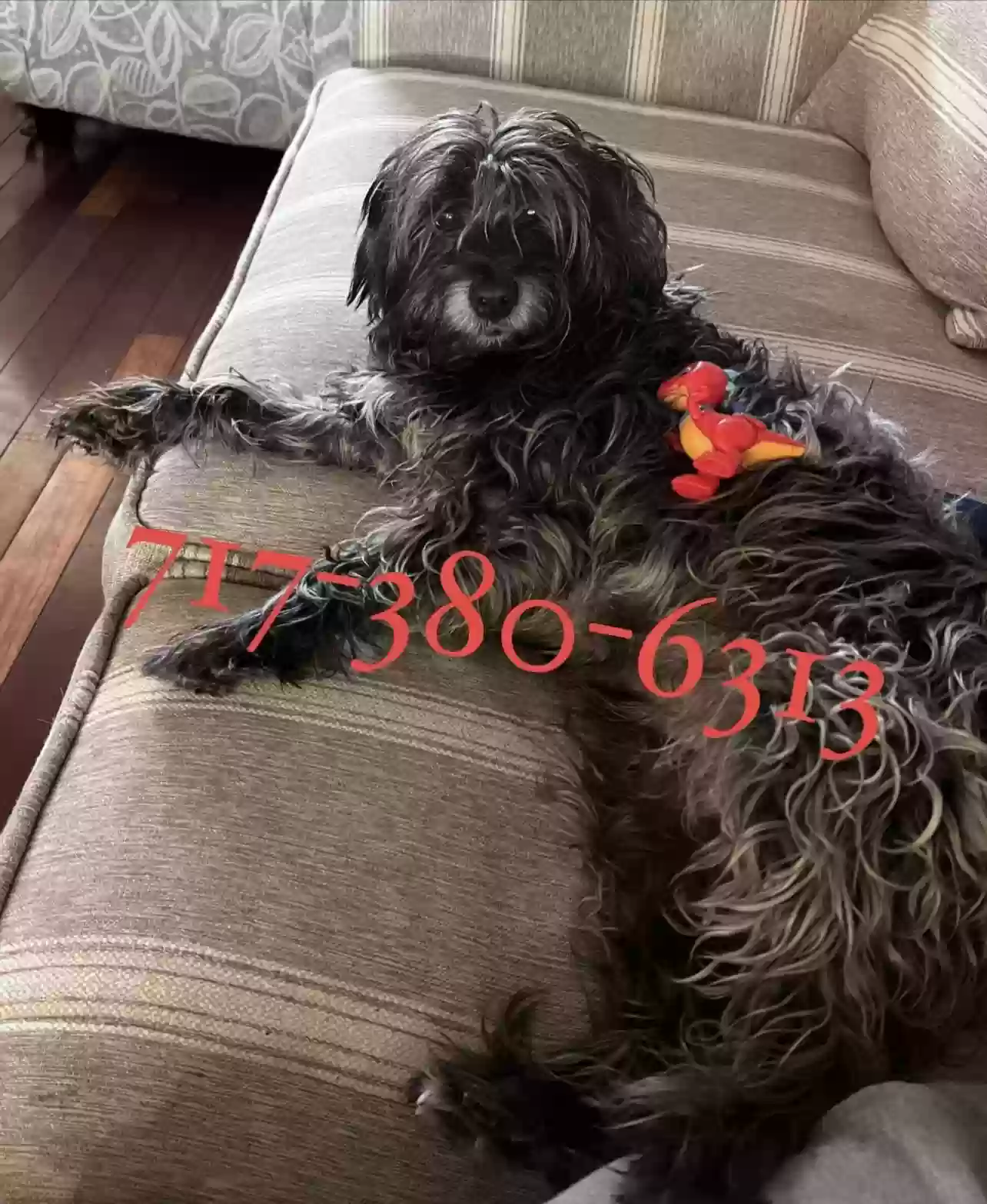Lost dog in Reading, PA, 19603