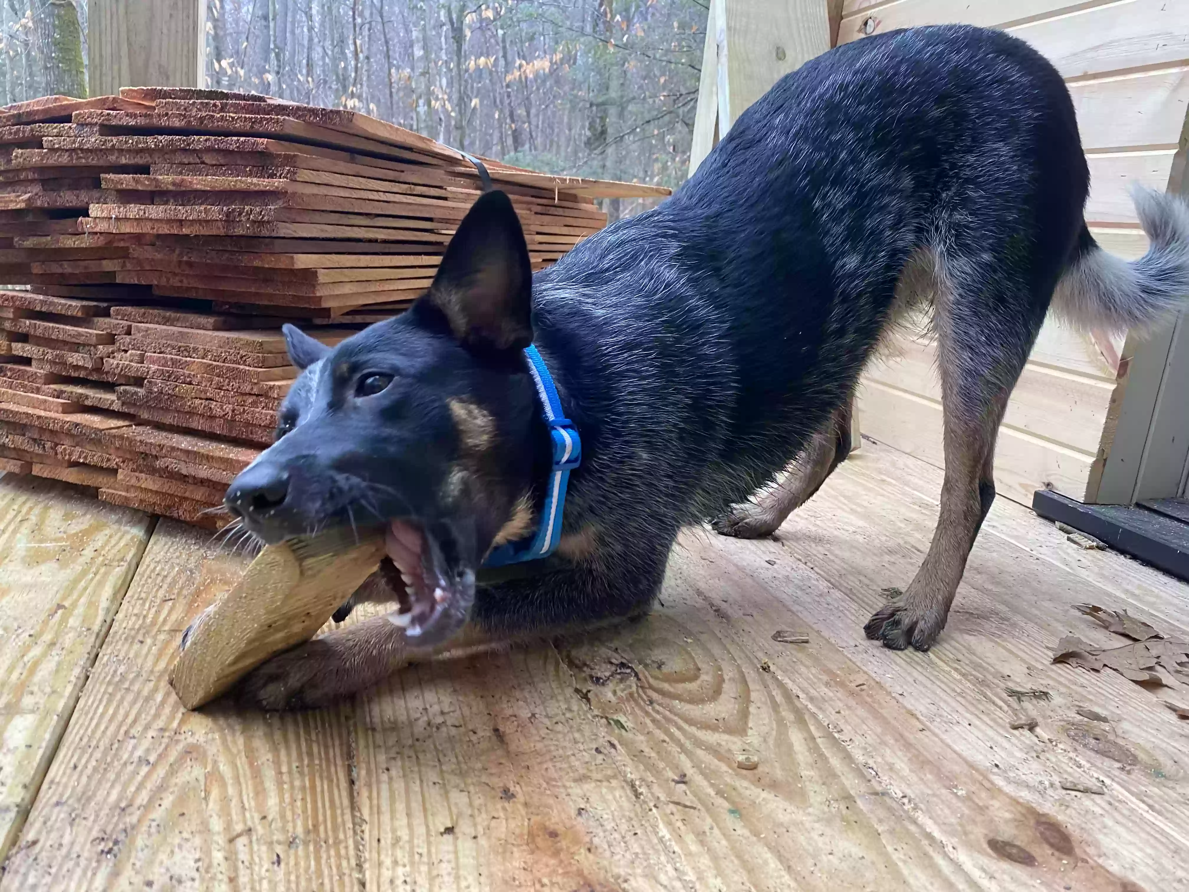 Lost dog in Front Royal, VA, 22630