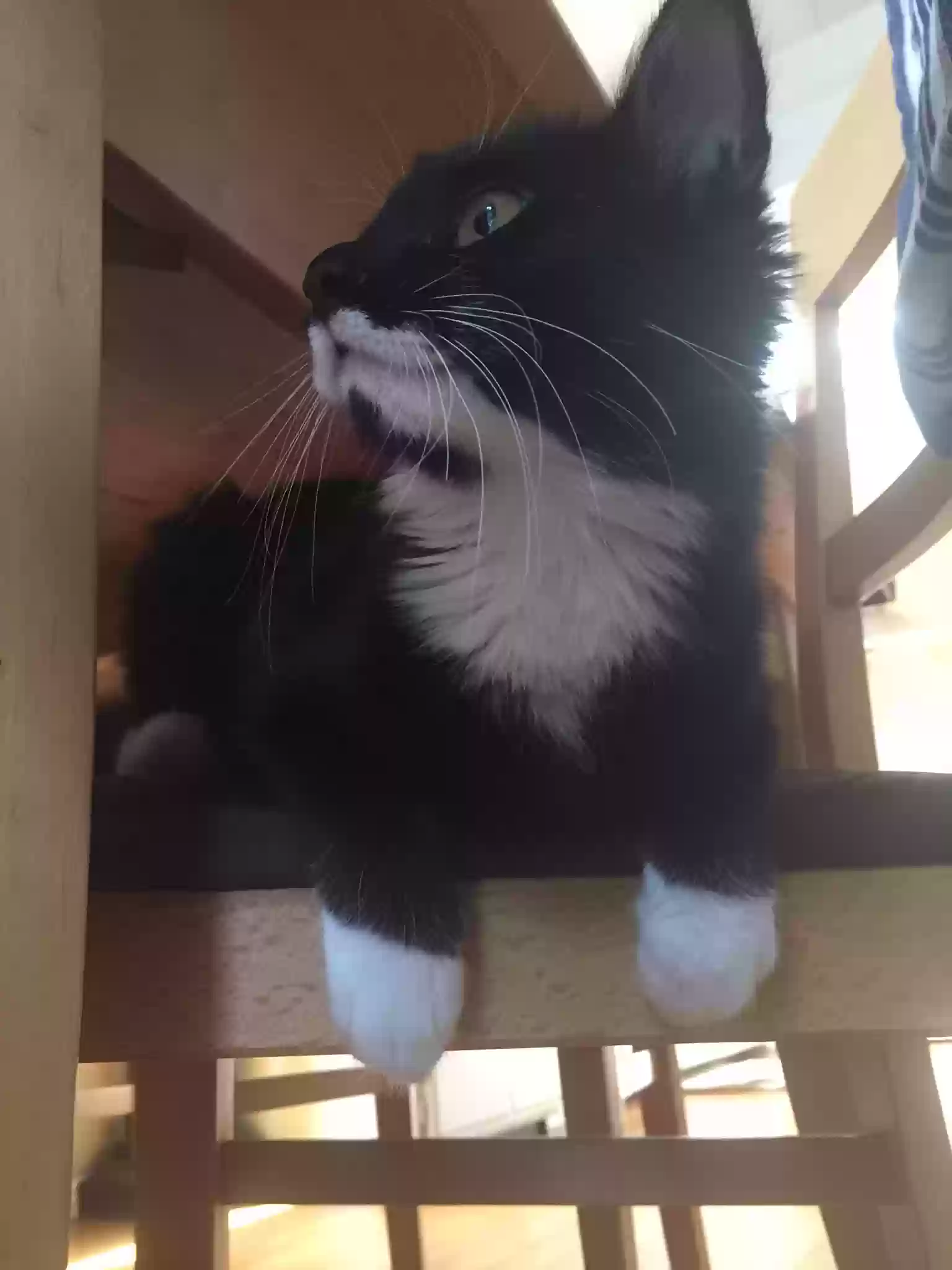 Lost cat in Miami, FL, 33145