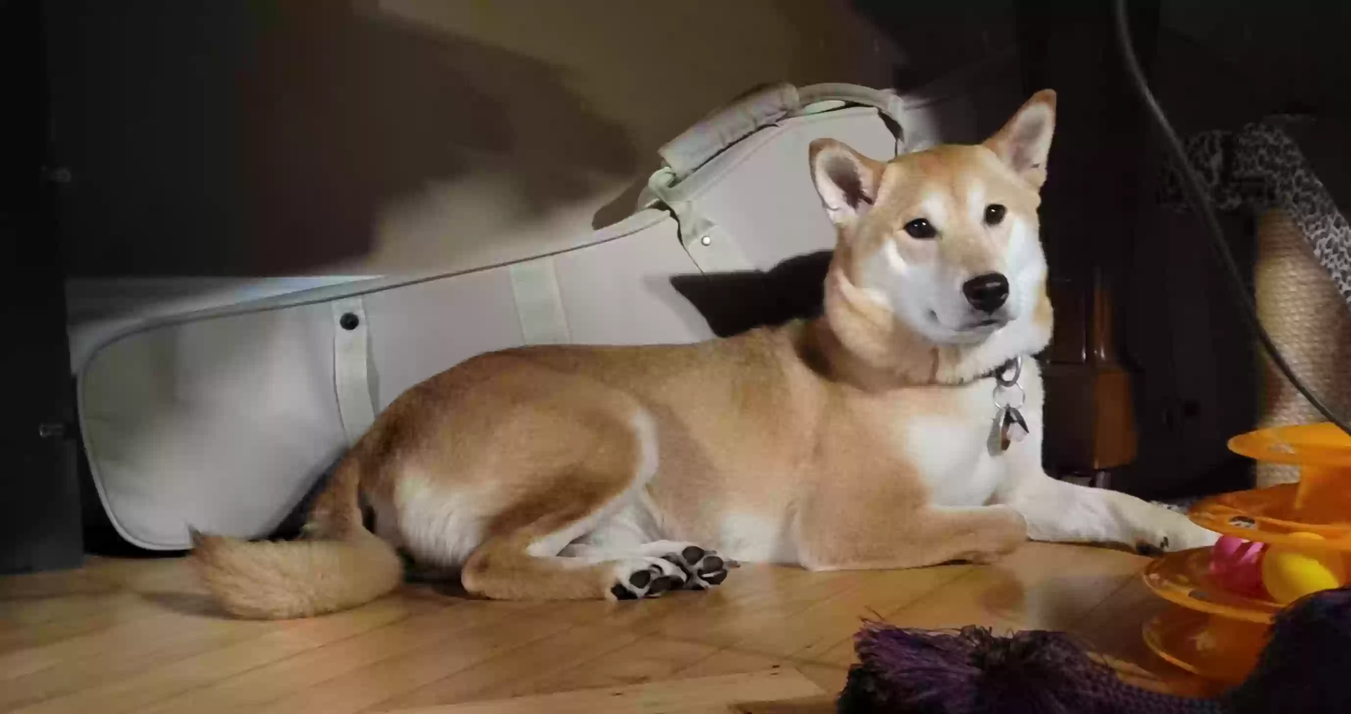 Lost dog in Rutland, VT, 5701