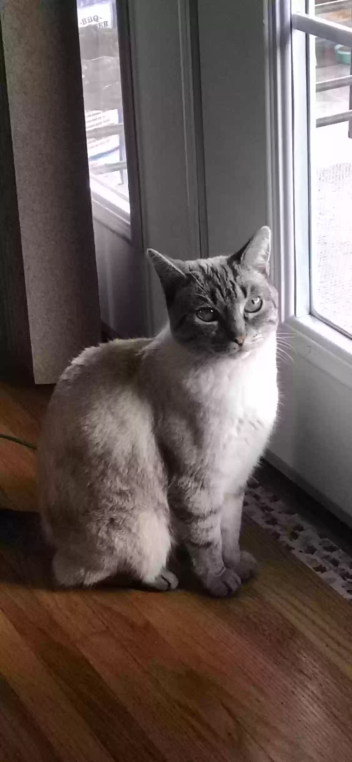 Lost cat in Atwater, CA, 95301