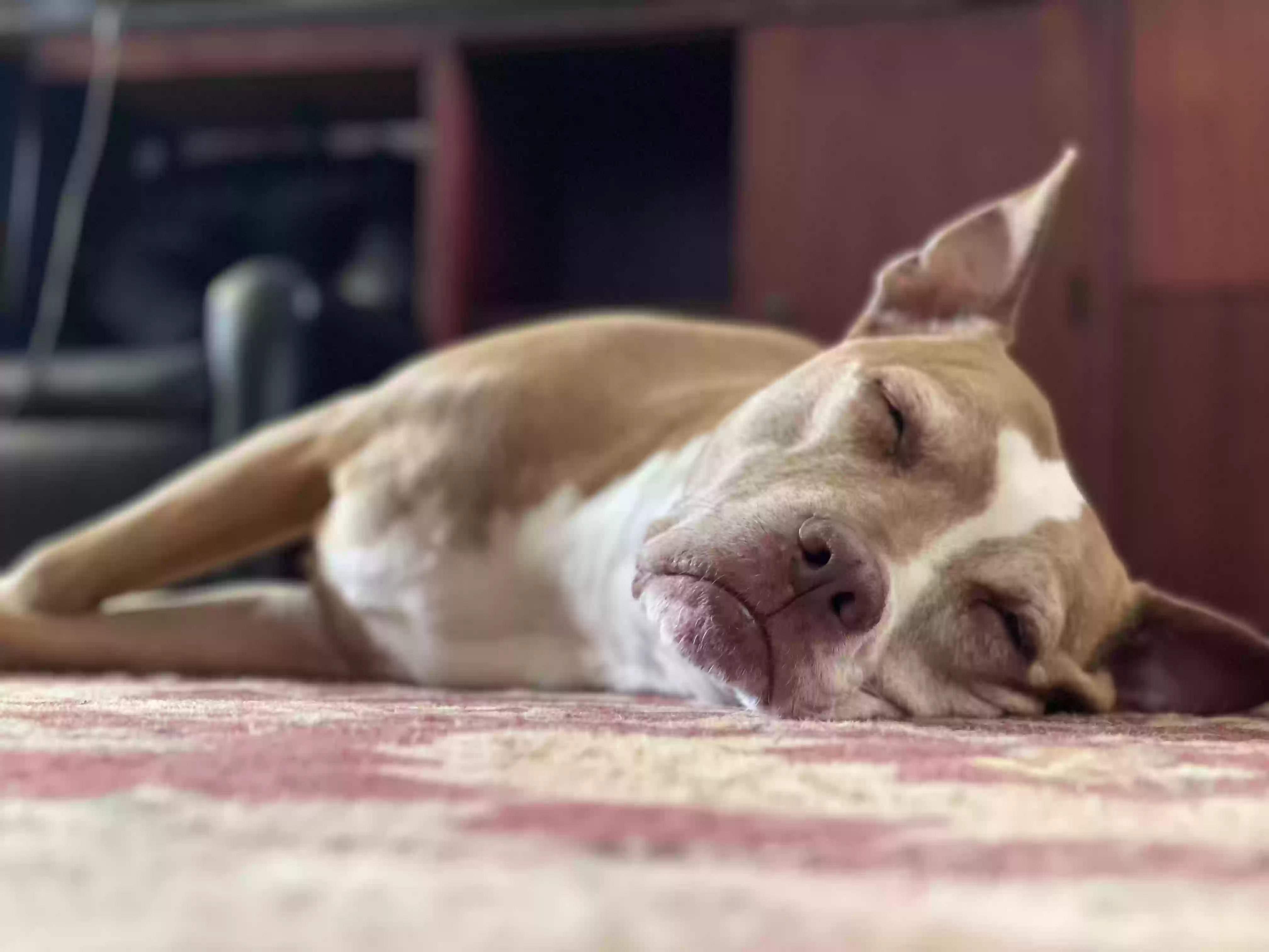 Lost dog in Albuquerque, NM, 87123
