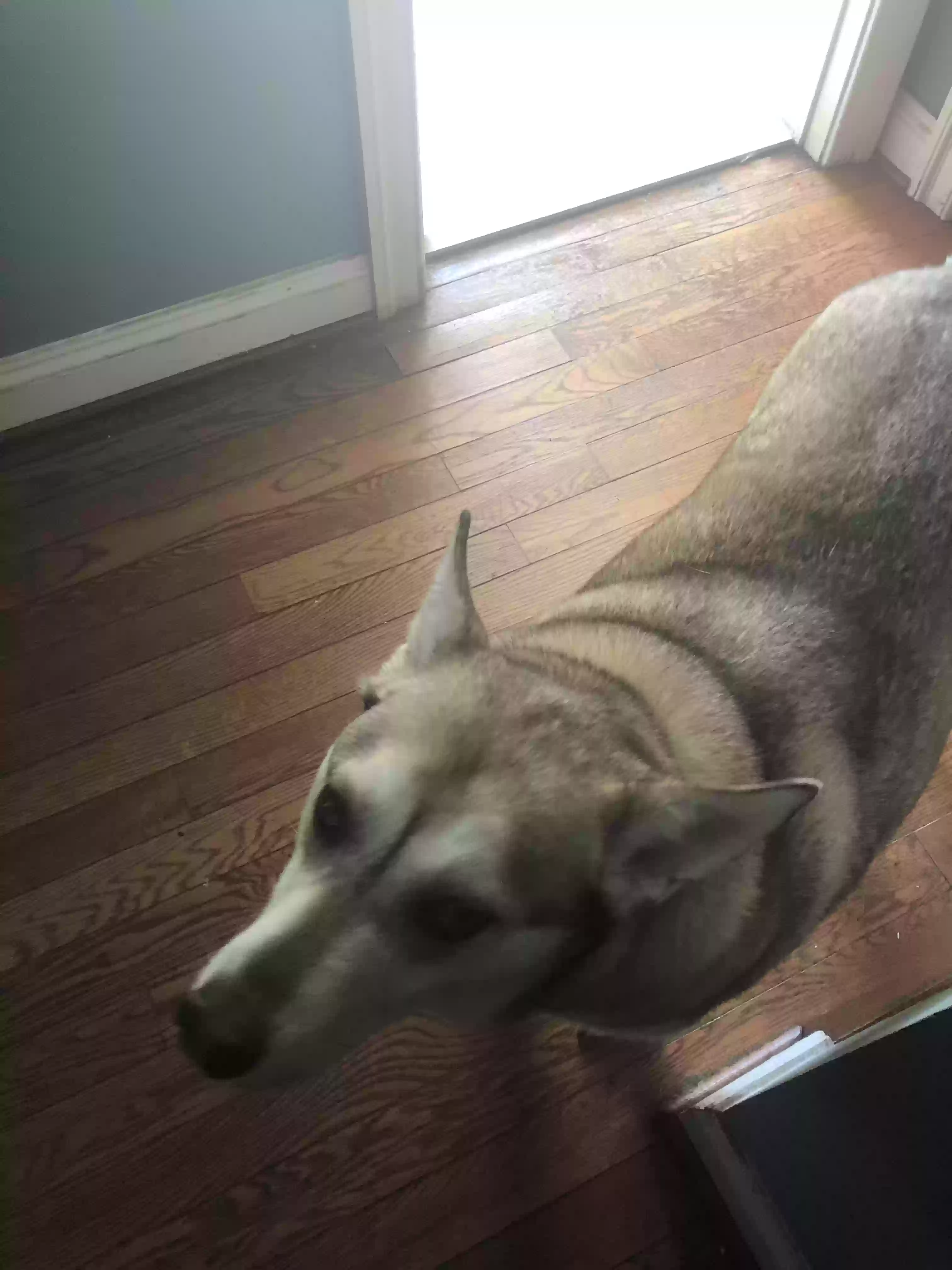 Lost dog in Midlothian, VA, 23113