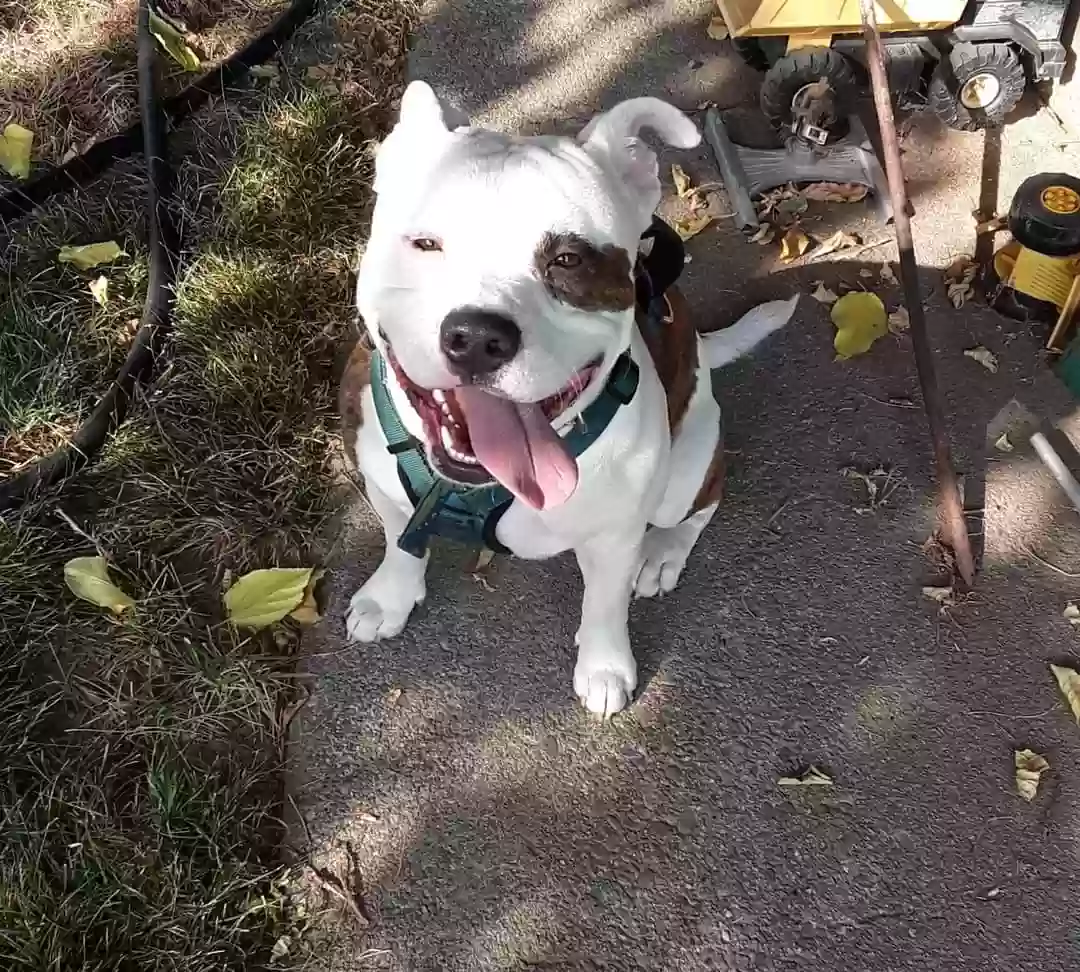 Lost dog in Tumwater, WA, 98511