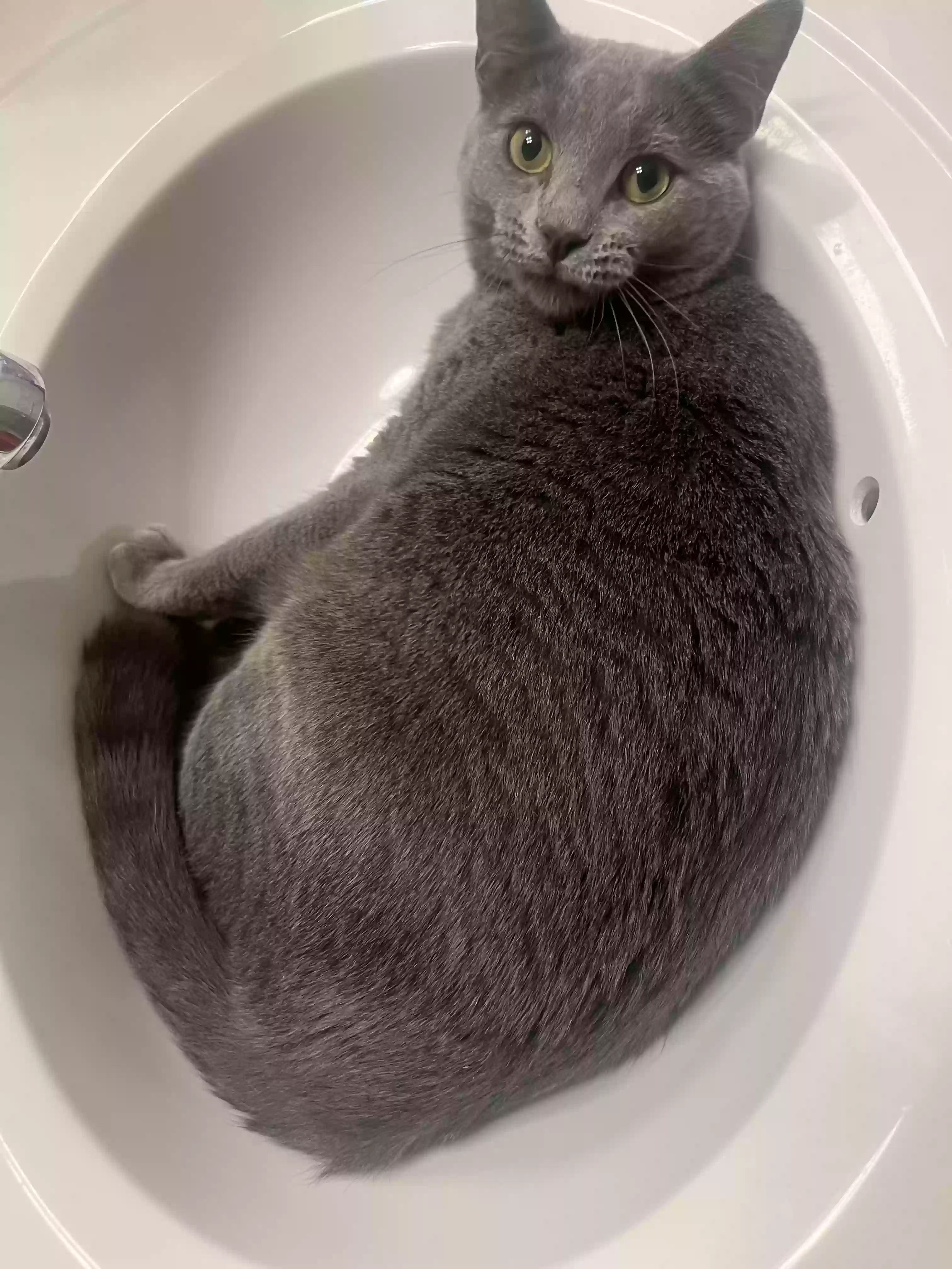Lost cat in Malvern, PA, 19355