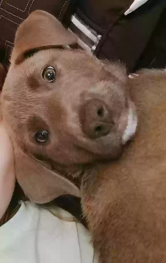 Lost dog in Oklahoma City, OK, 73110