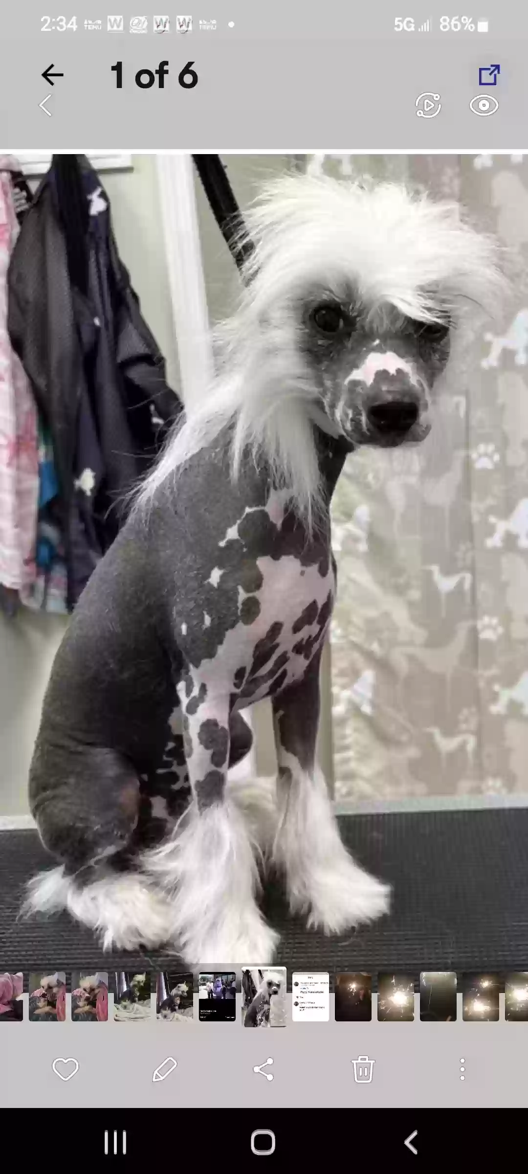 Lost dog in Passaic, NJ, 7055