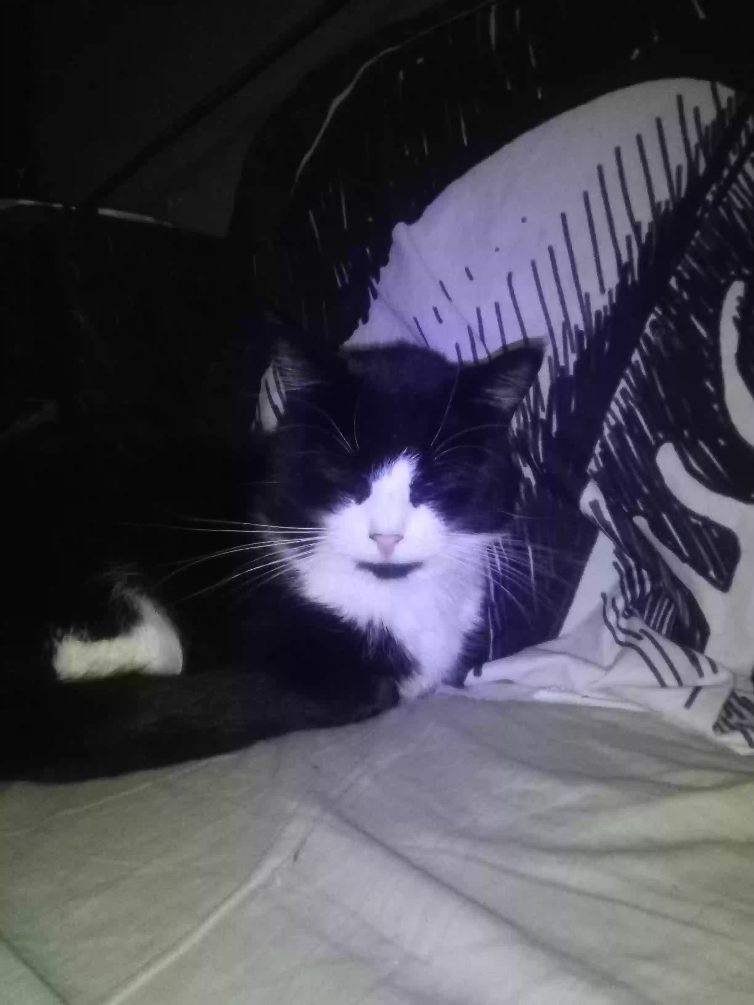 Lost cat in Belington, WV, 26250