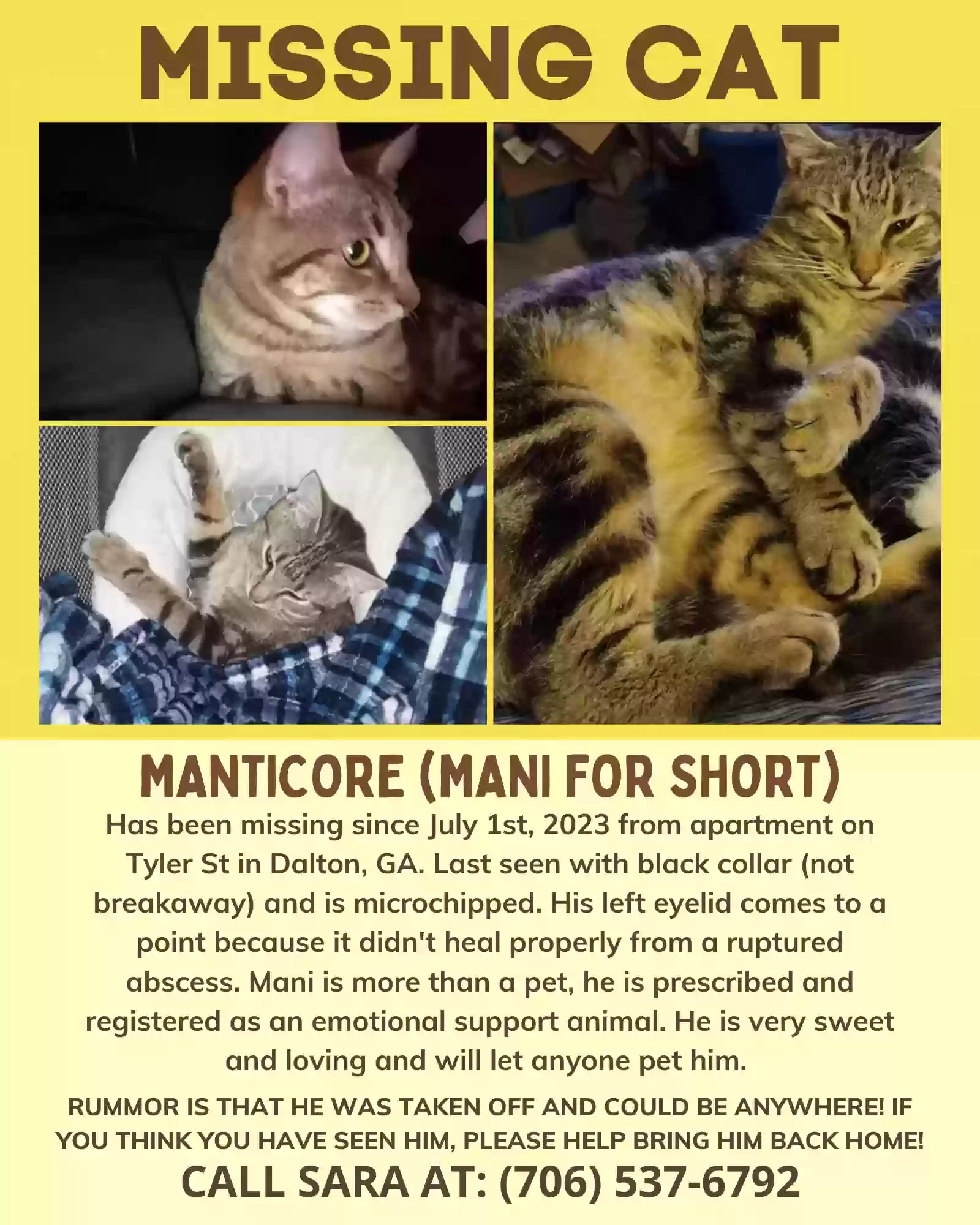 Lost cat in Dalton, GA, 30720