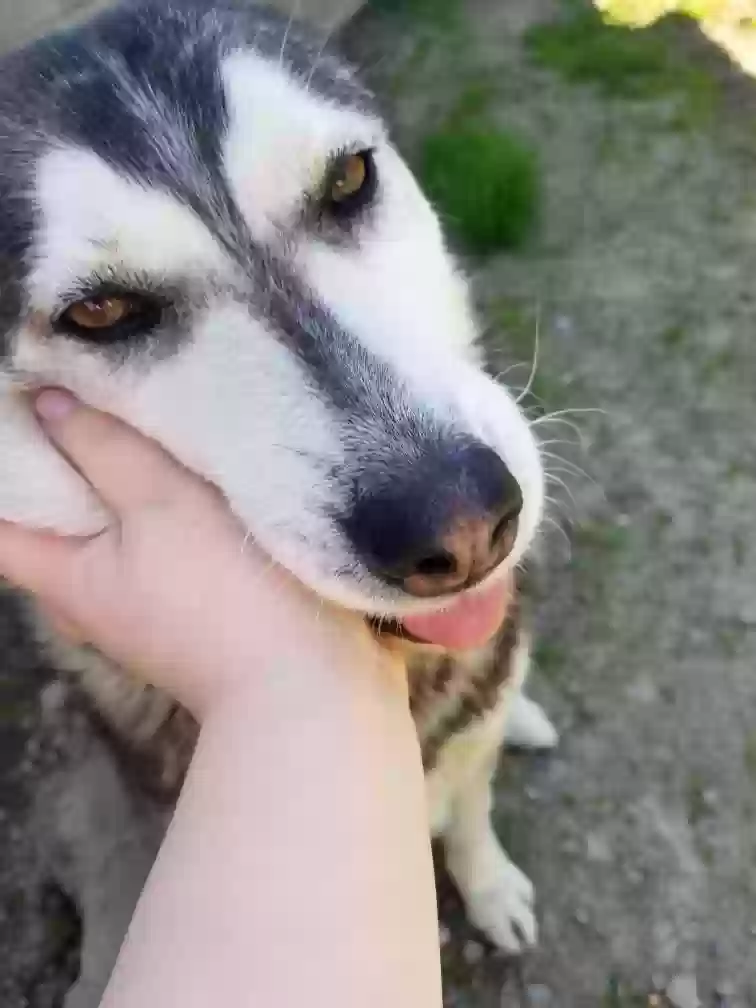 Lost dog in Tacoma, WA, 98407