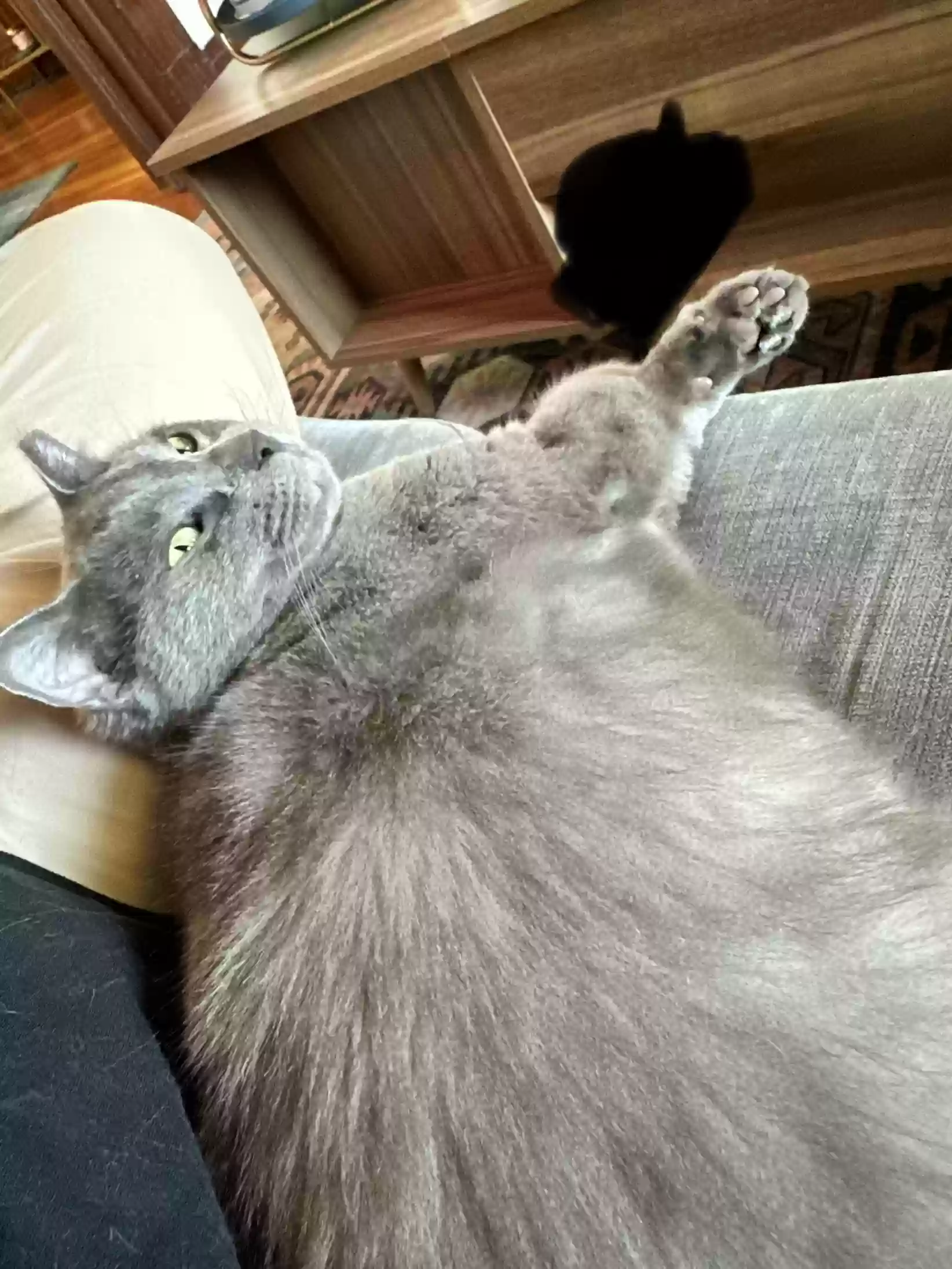Lost cat in Sacramento, CA, 95817