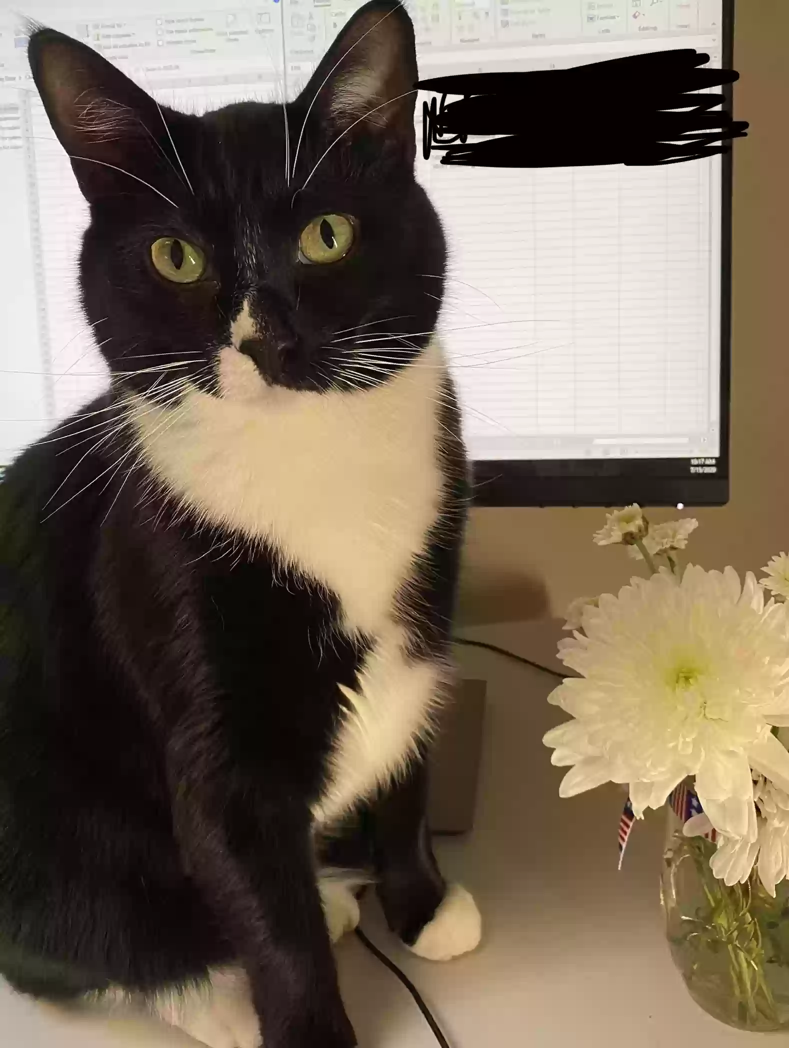 Lost cat in Hillsboro, OR, 97123