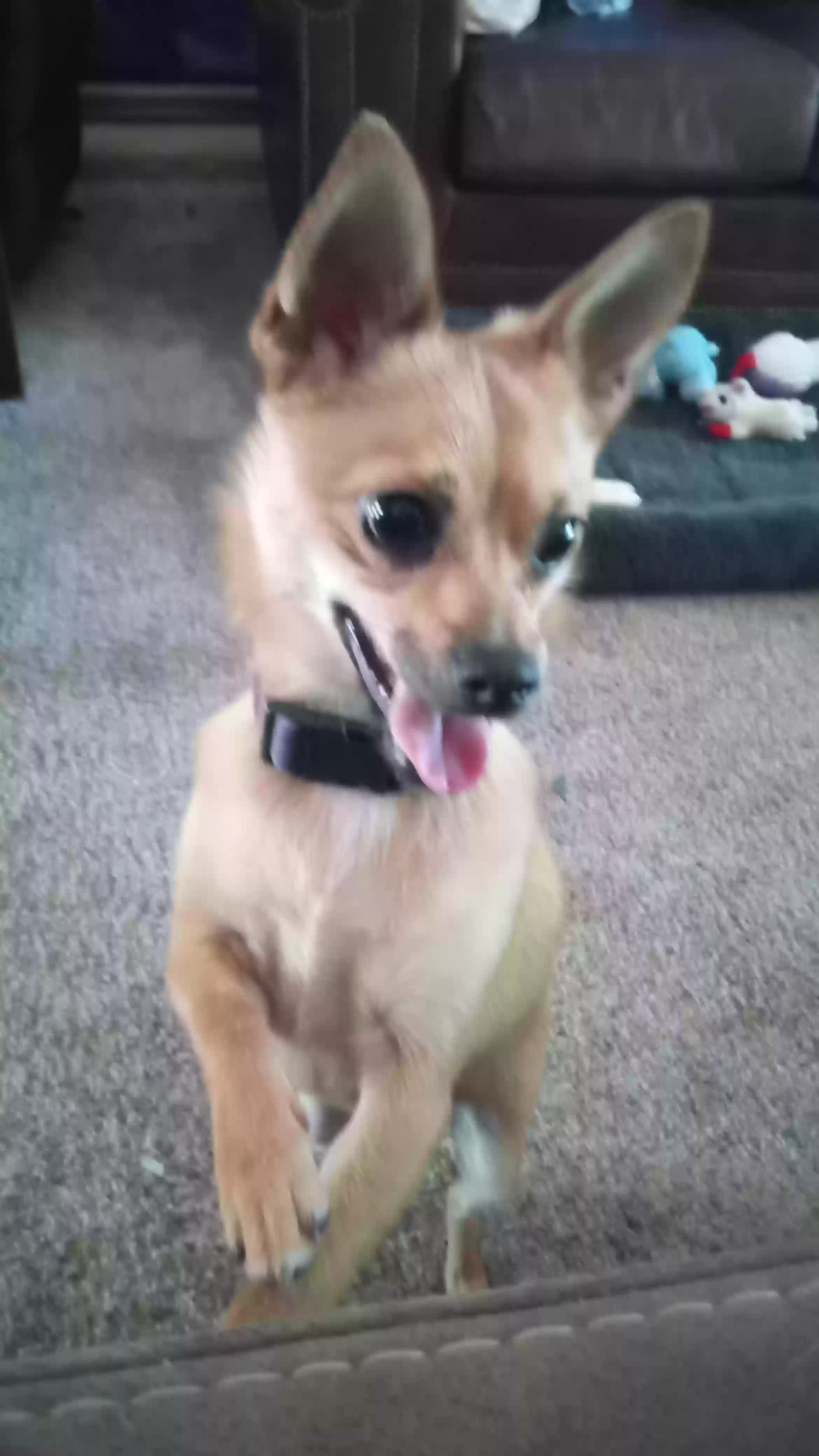 Lost dog in Portland, OR, 97223