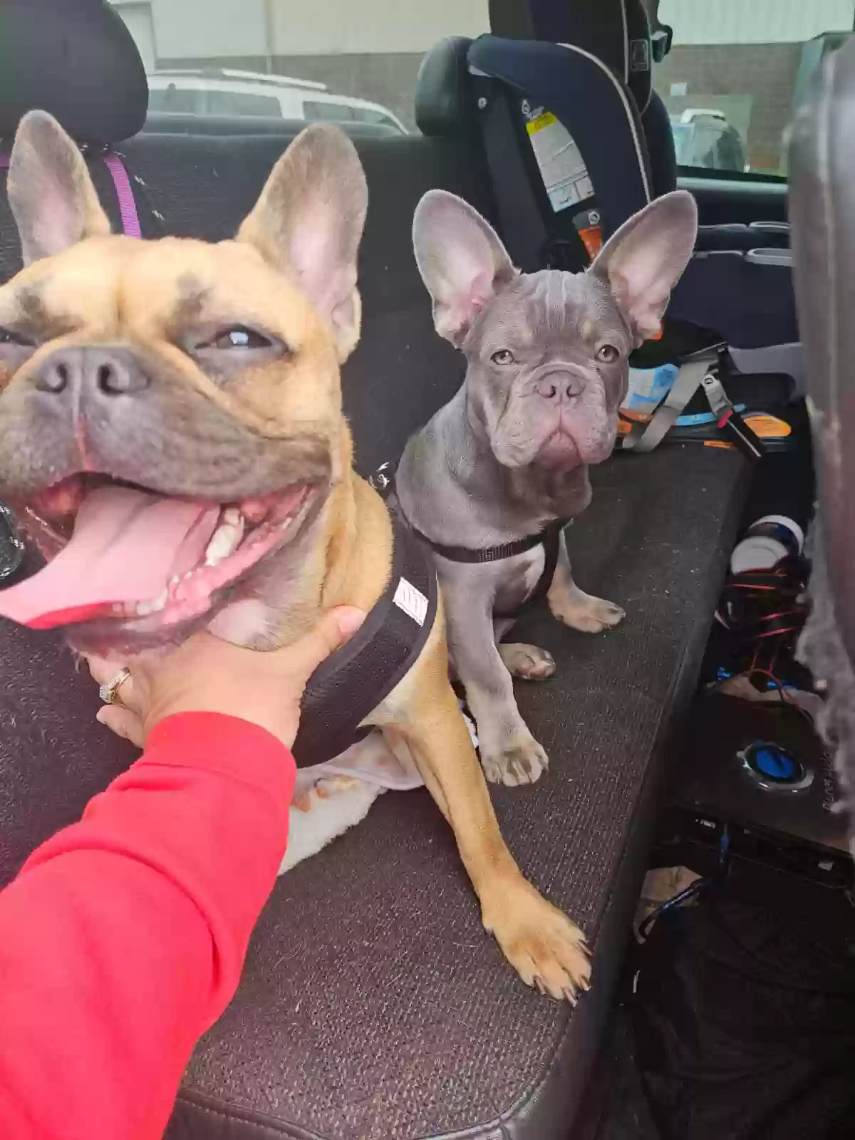 Lost dog in Louisa, VA, 23093