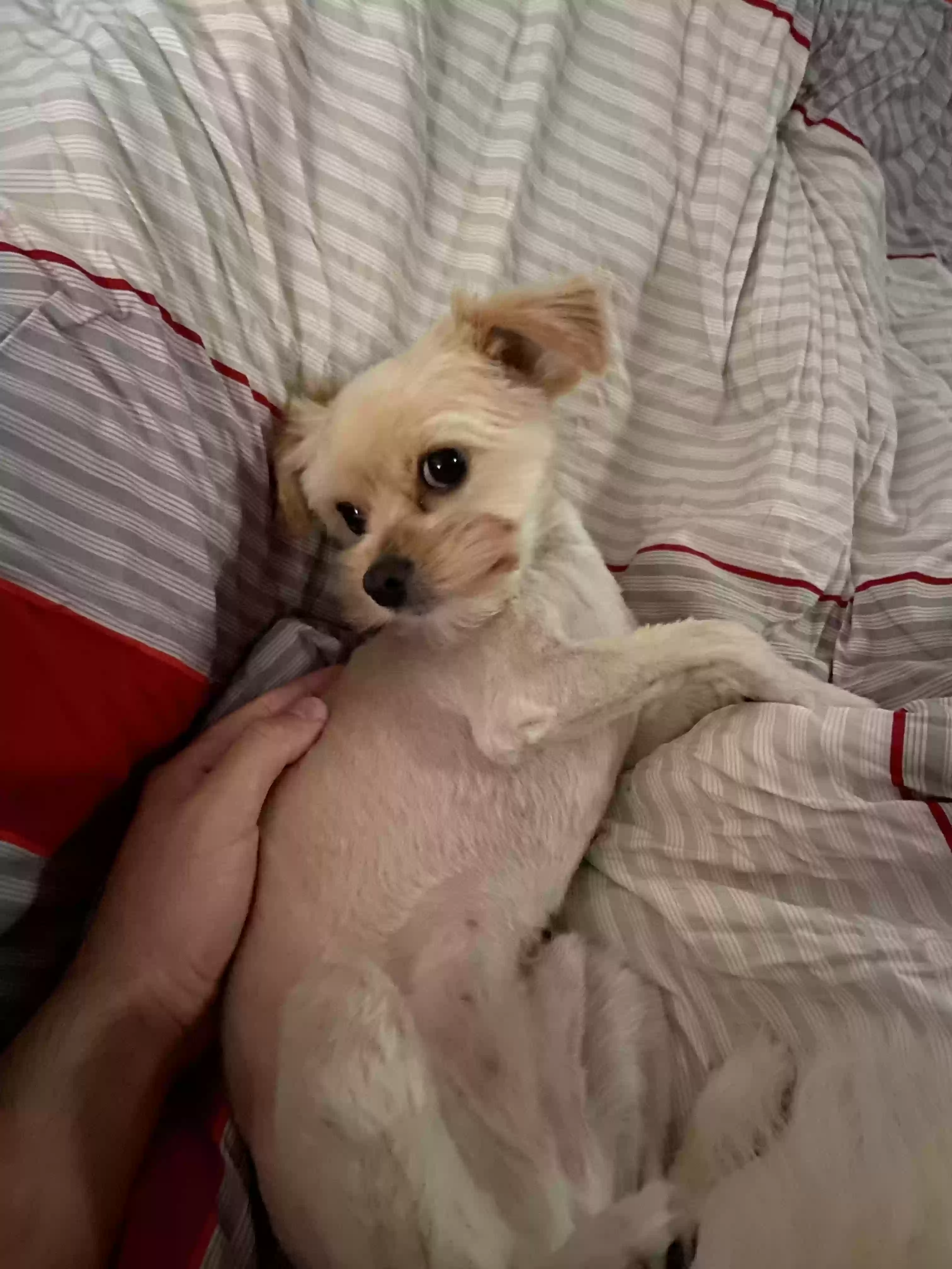 Lost dog in Virginia Beach, VA, 23454