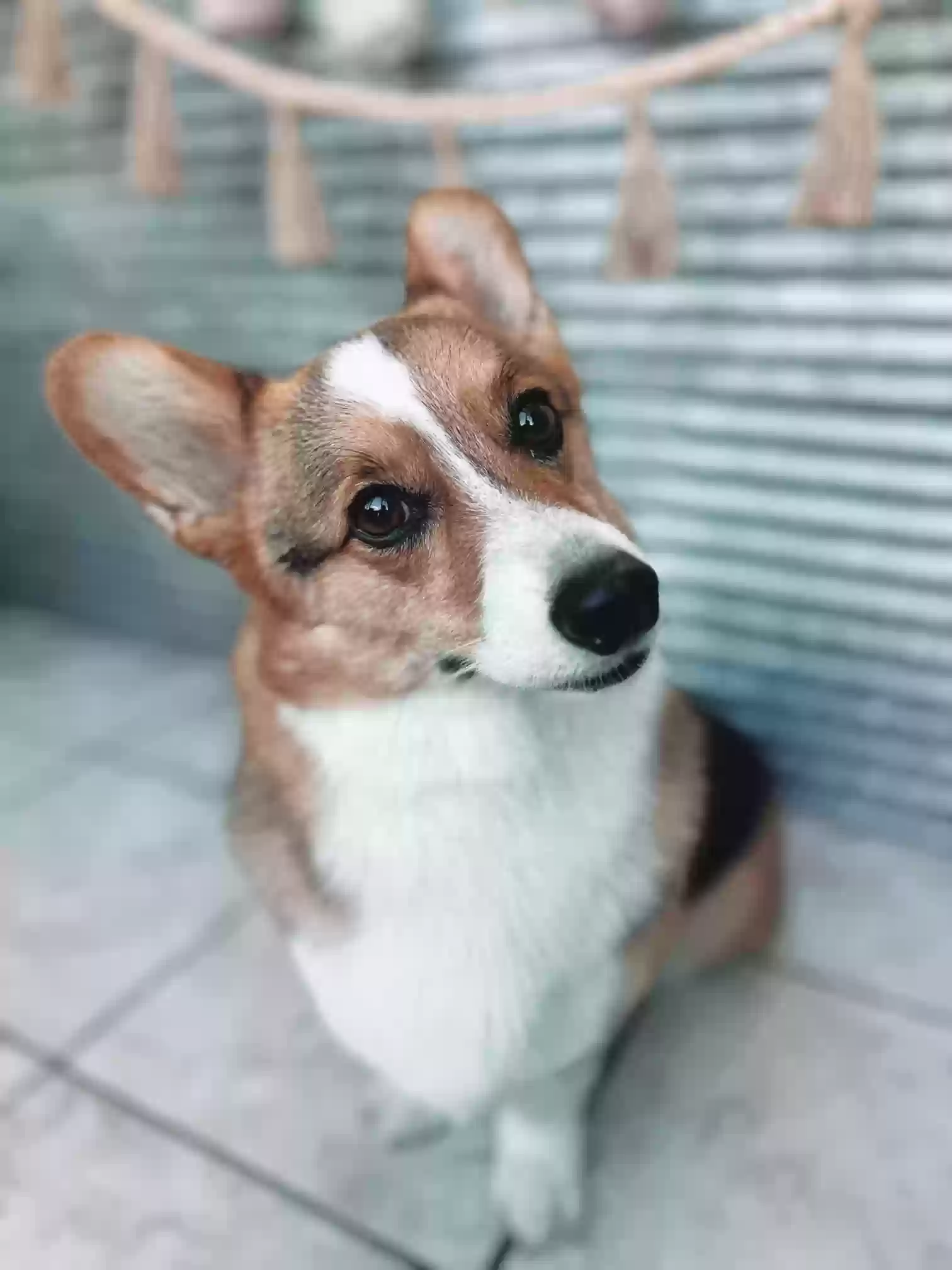 Lost dog in Harrodsburg, KY, 40330