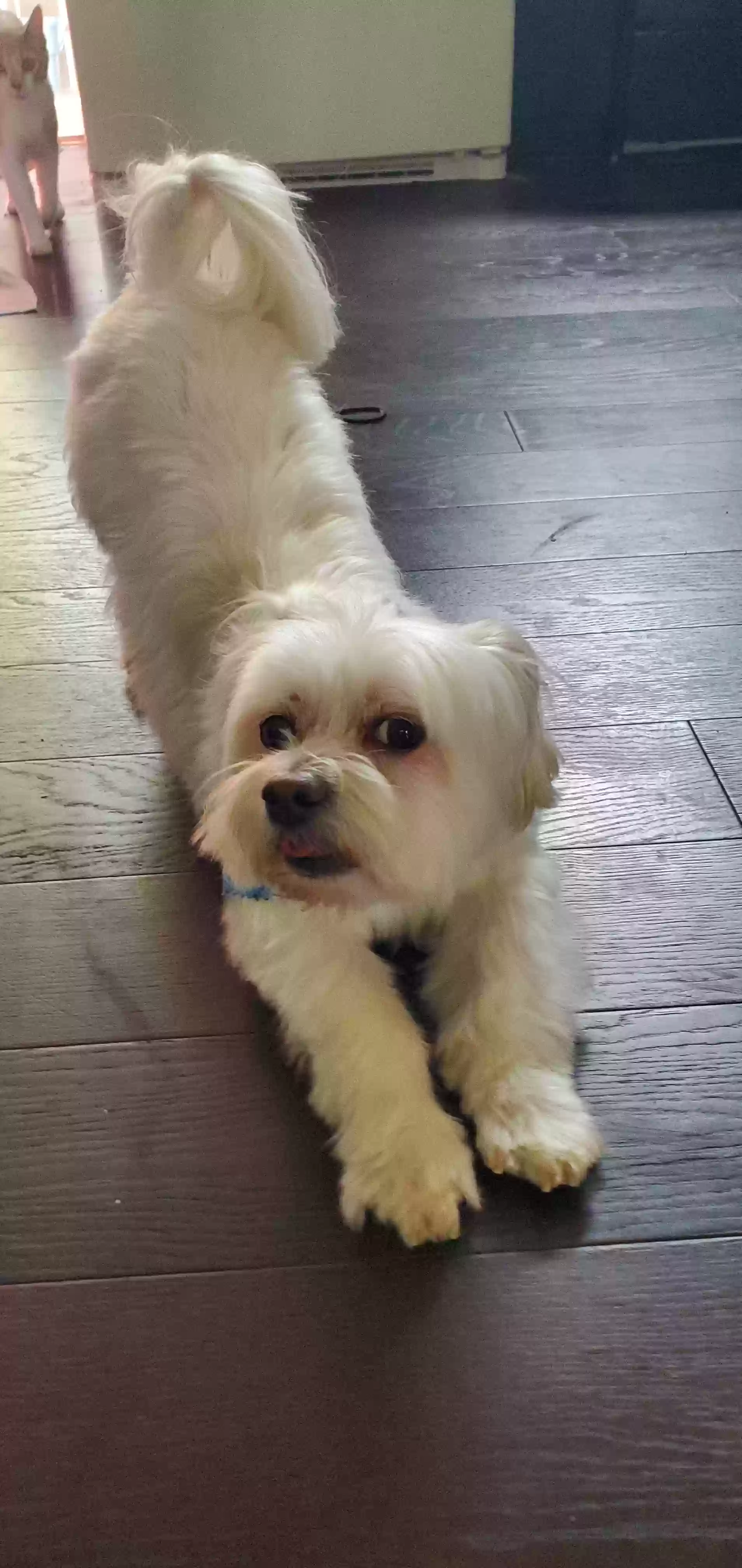 Lost dog in San Antonio, TX, 78212