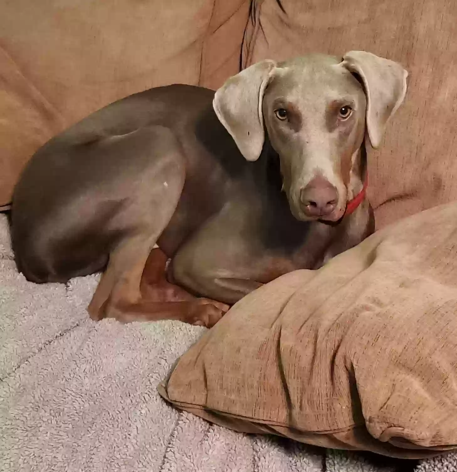Lost dog in Chicago, IL, 60628