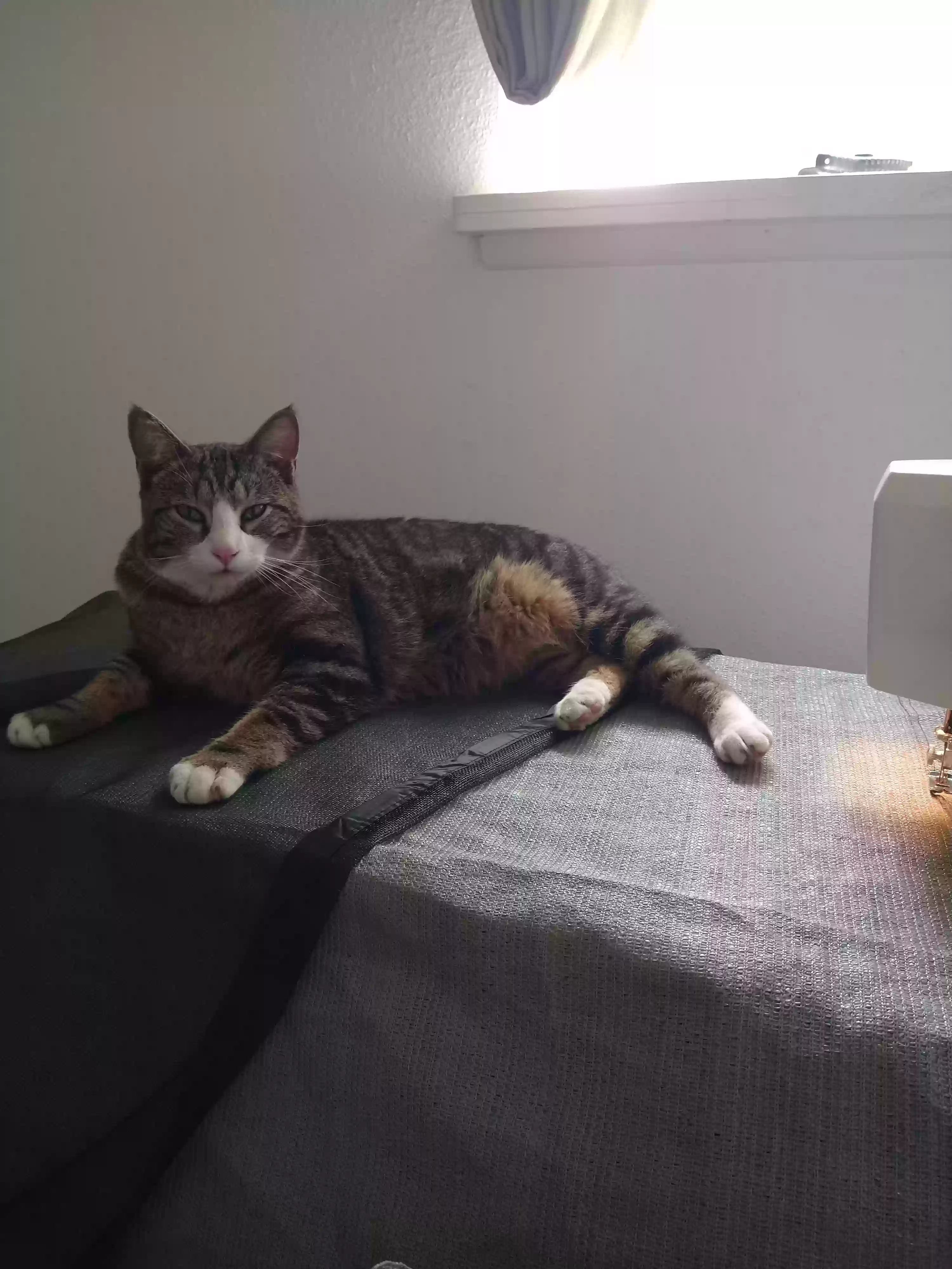 Lost cat in Middleton, ID, 83644