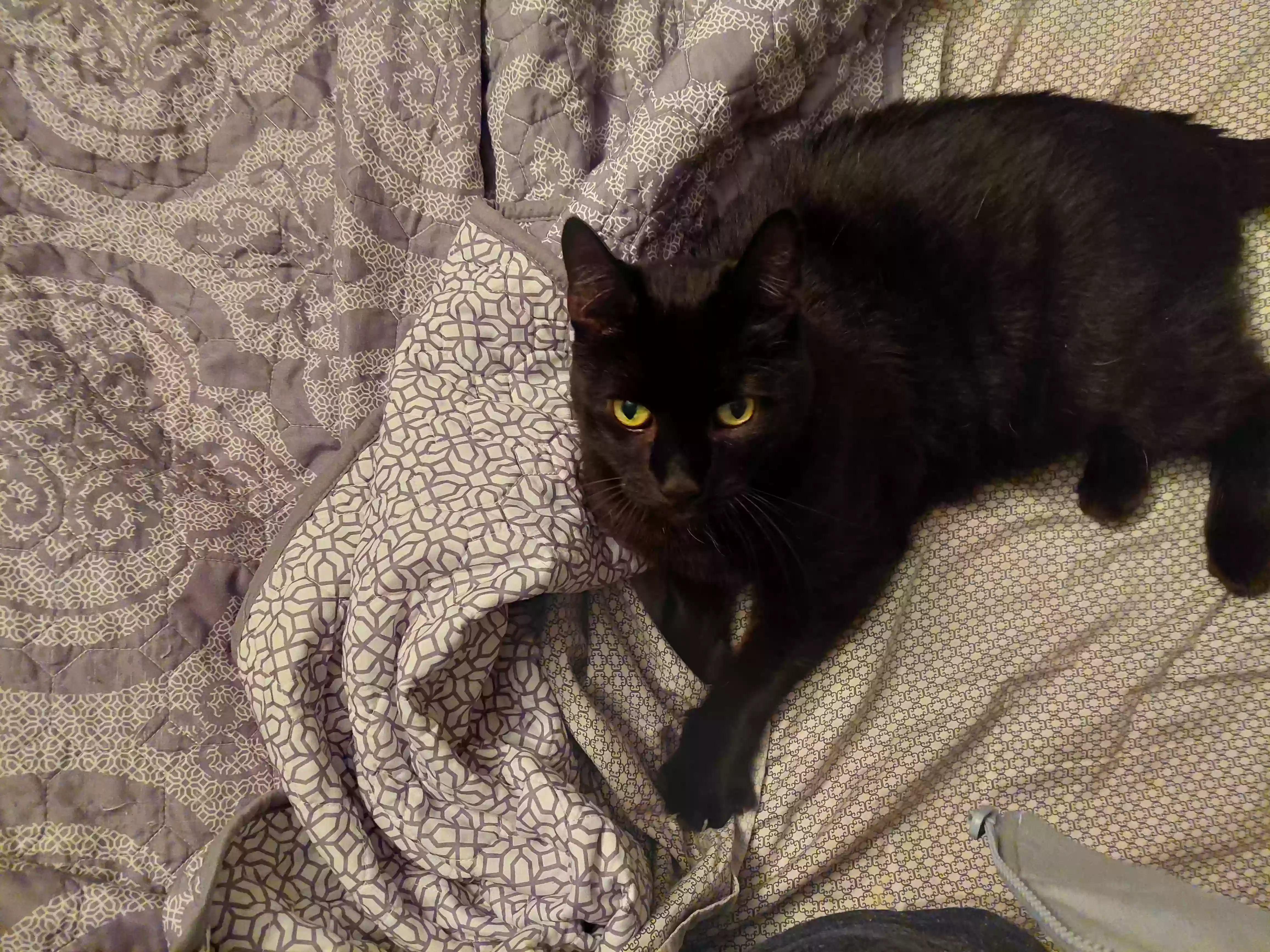 Lost cat in Middletown, CT, 6457