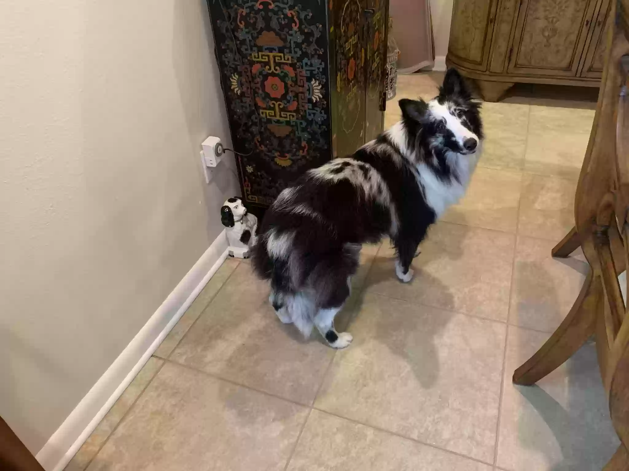 Lost dog in Sarasota, FL, 34243