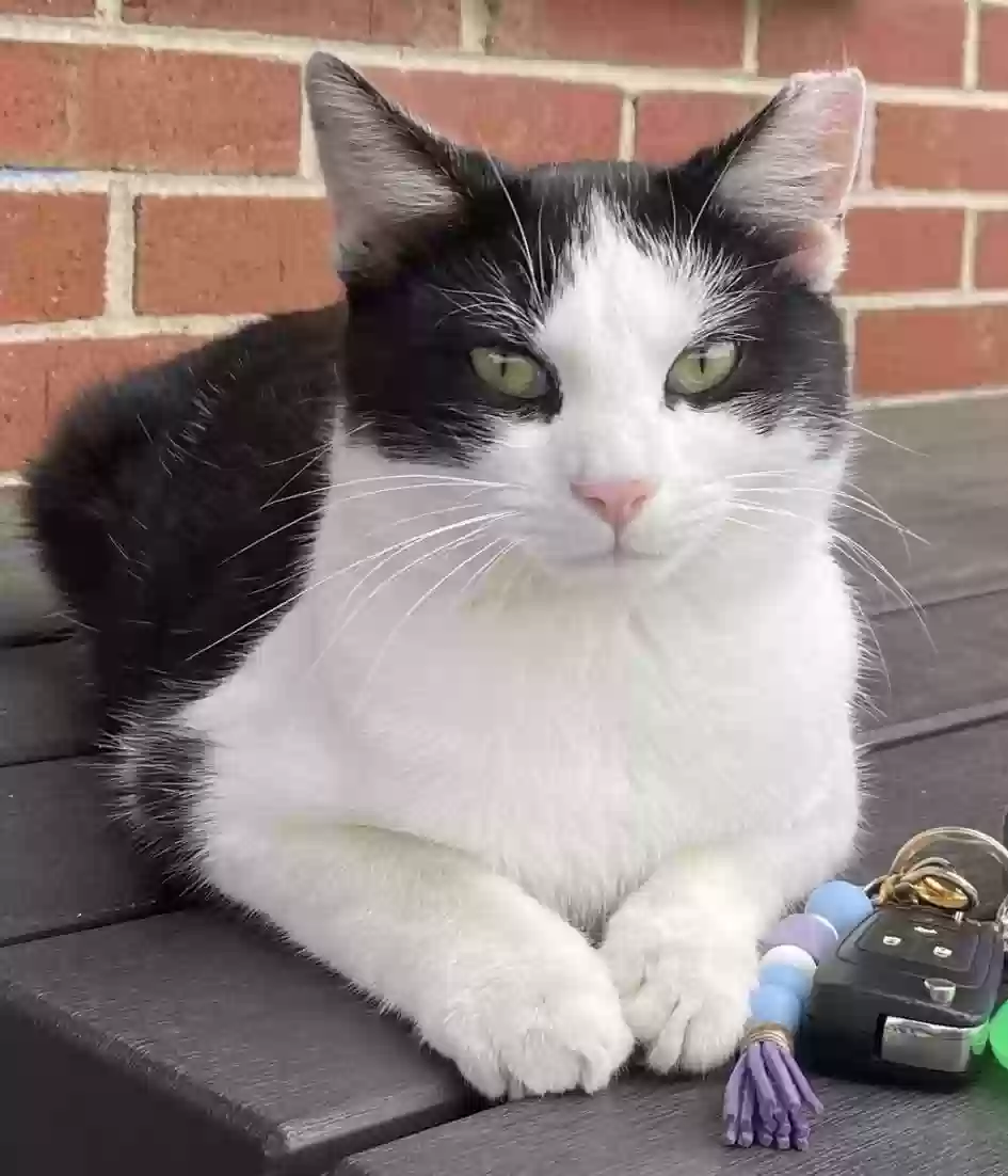 Lost cat in Paris, KY, 40361