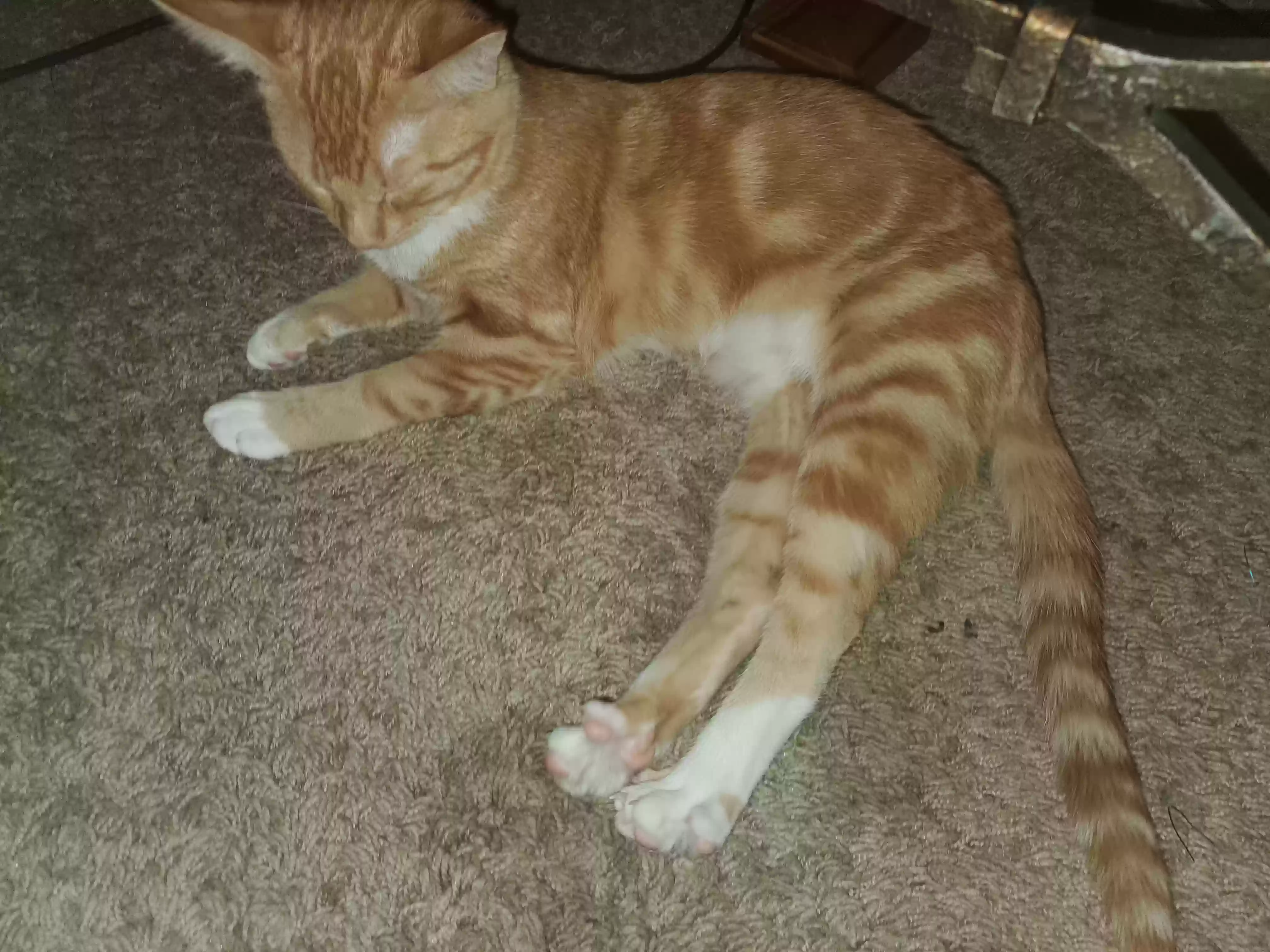 Lost cat in Olathe, KS, 66061