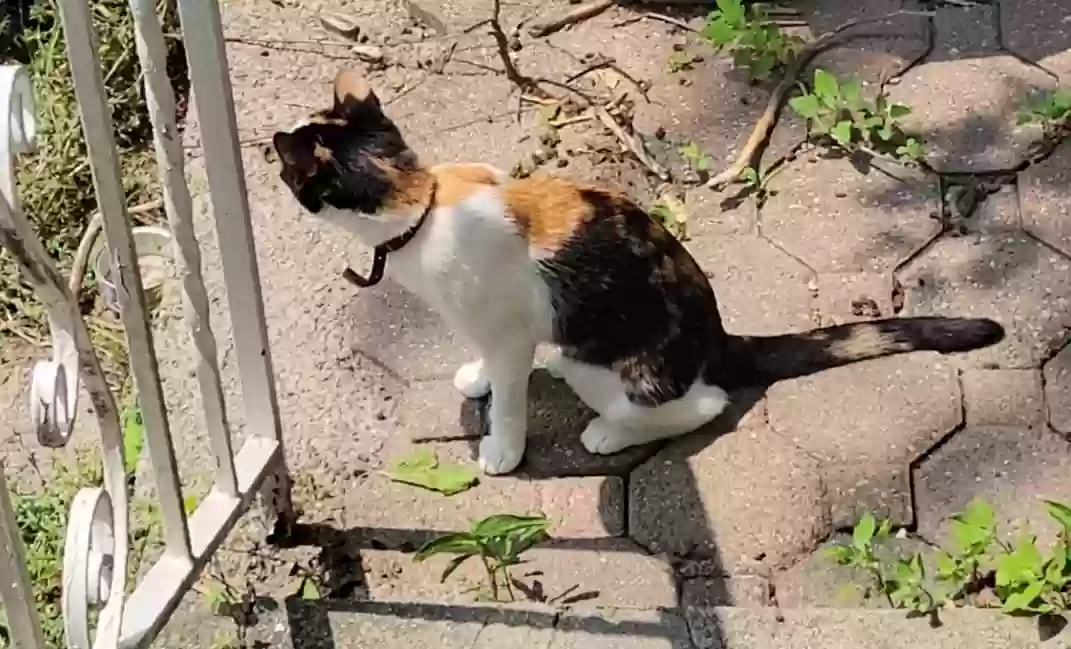 Lost cat in North Bergen, NJ, 7047
