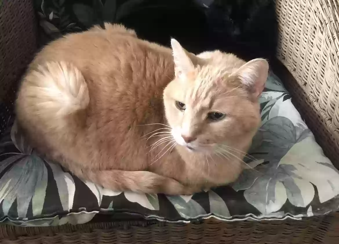 Lost cat in Saint Louis, MO, 63125