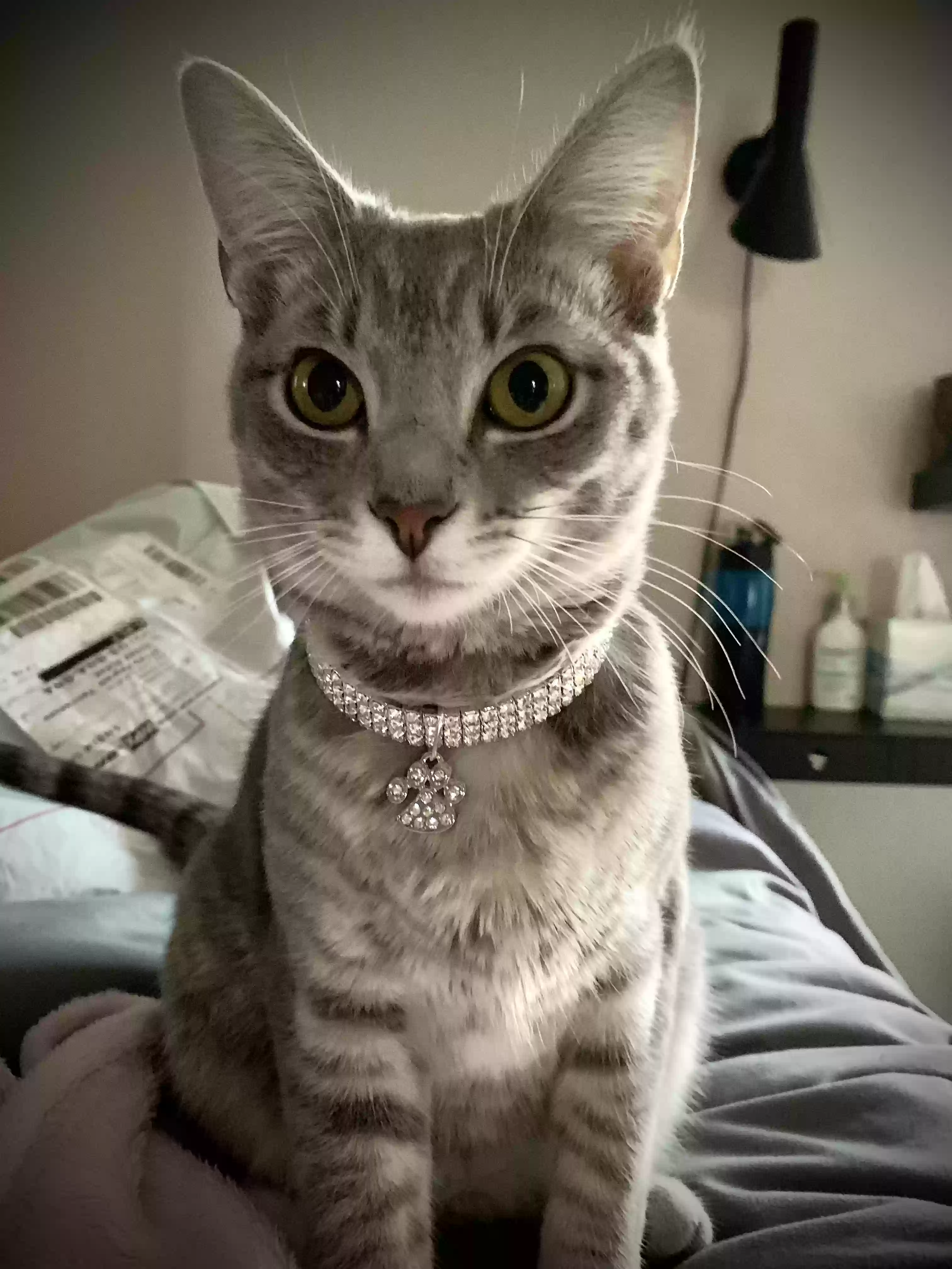 Lost cat in Jacksonville, FL, 32205