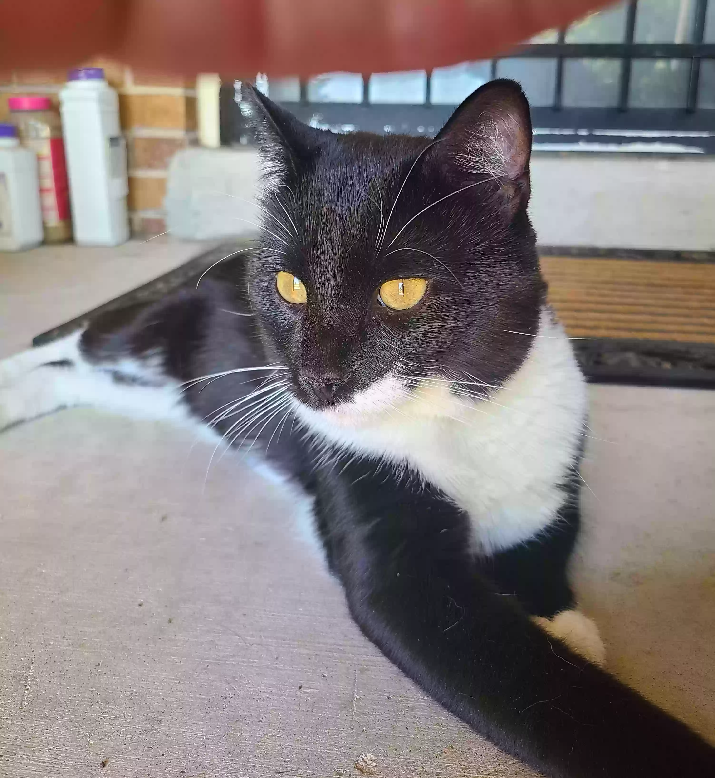 Found cat in Colorado Springs, CO, 80917