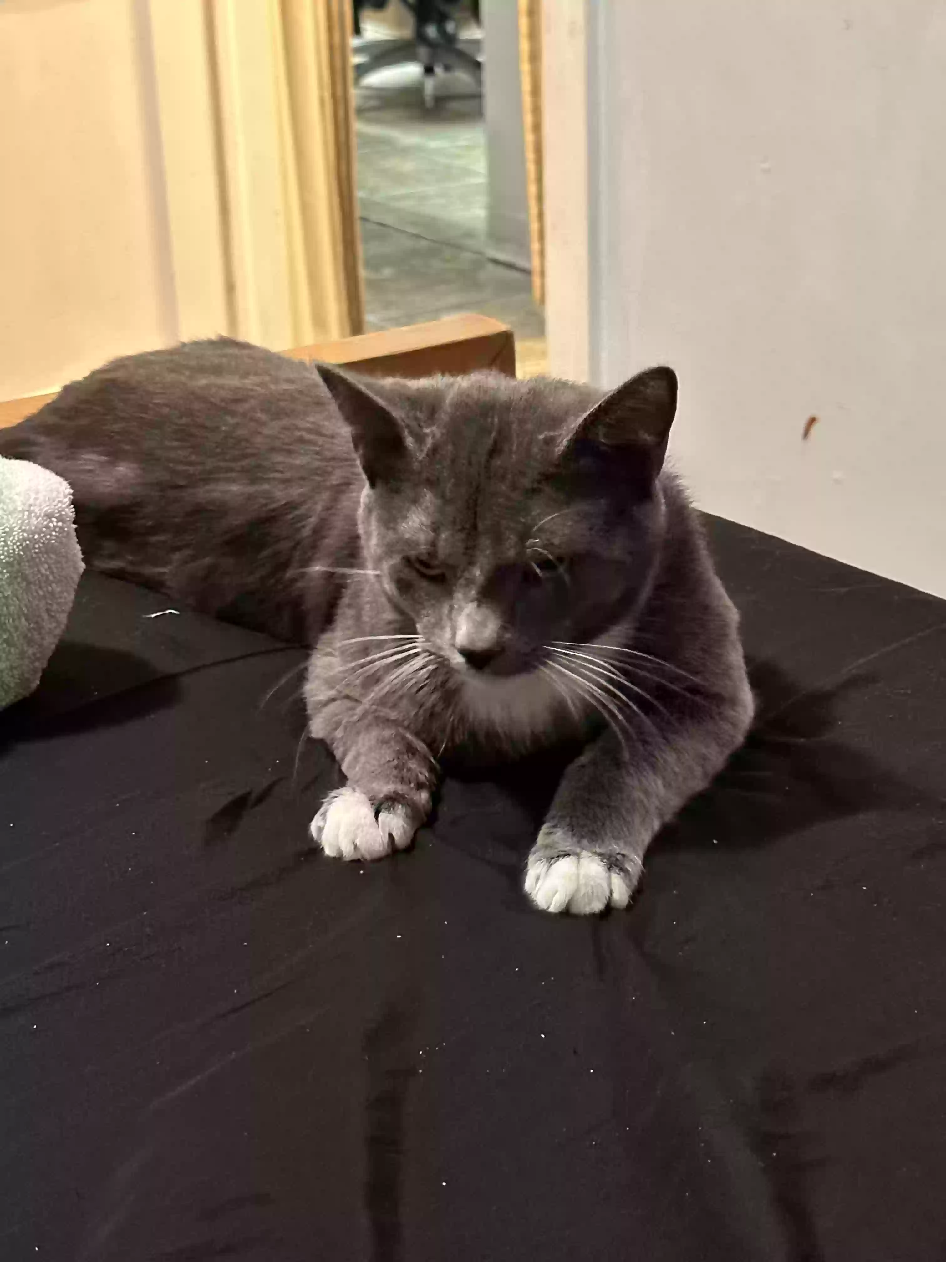 Lost cat in Dallas, TX, 75224