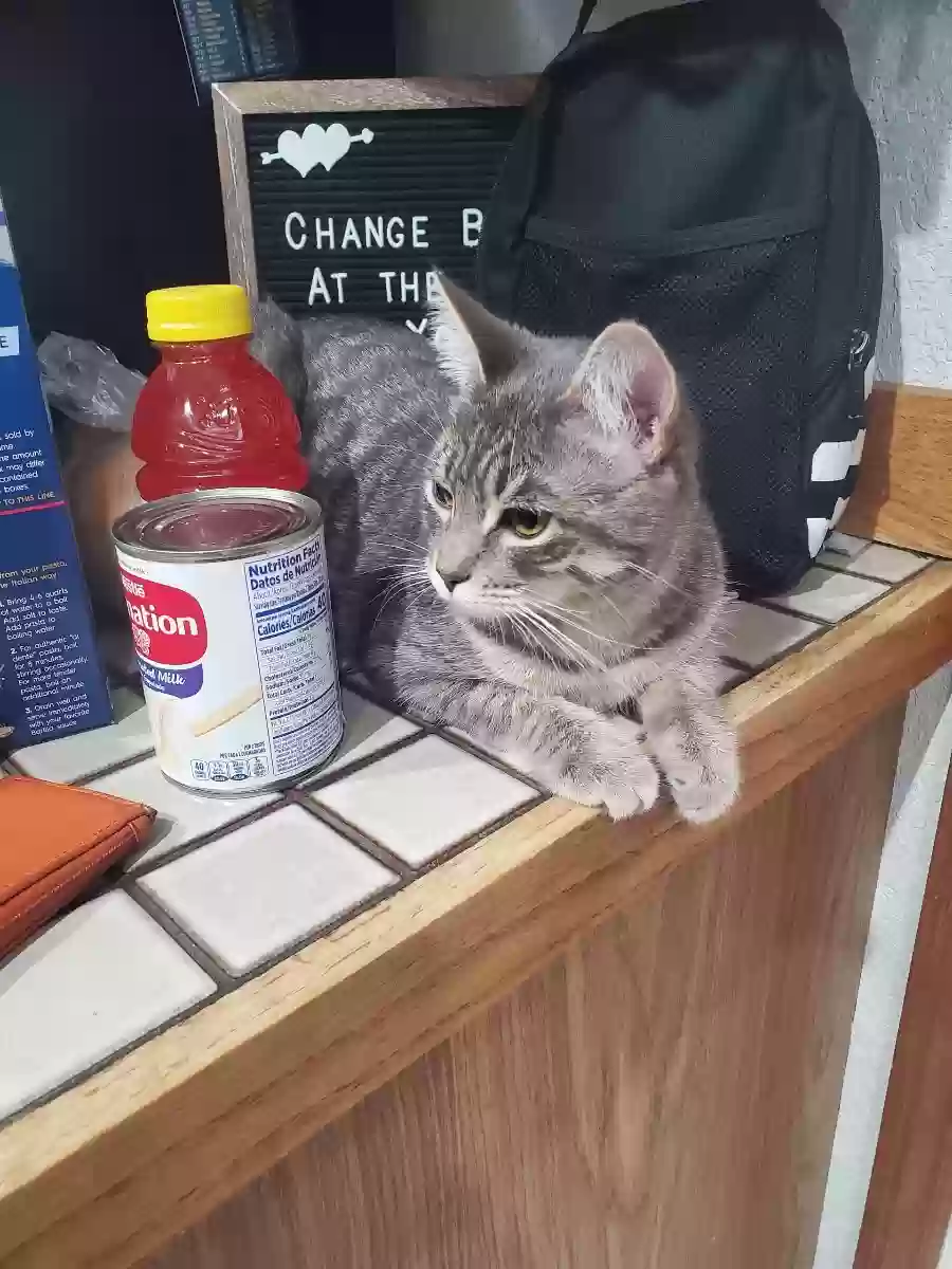 Lost cat in University Place, WA, 98467