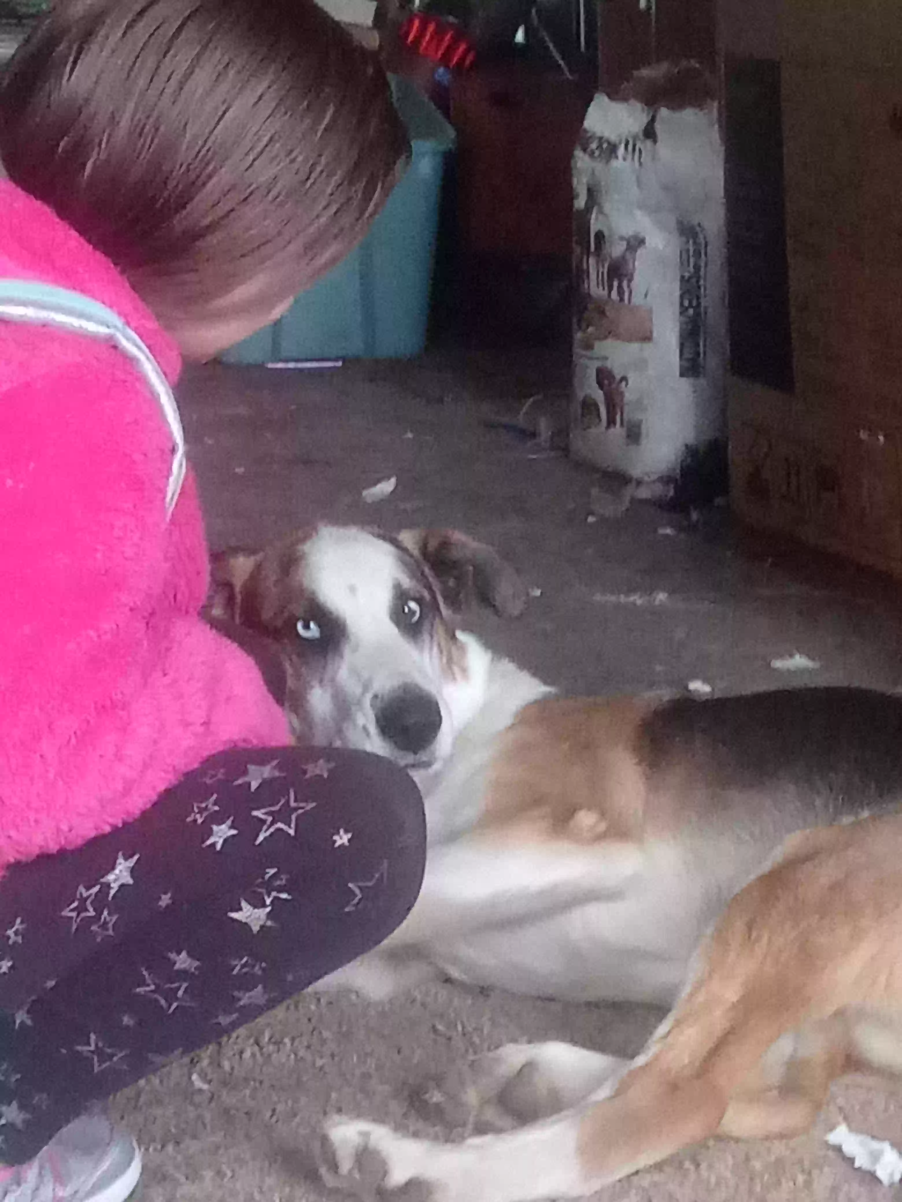 Lost dog in Warsaw, IN, 46580