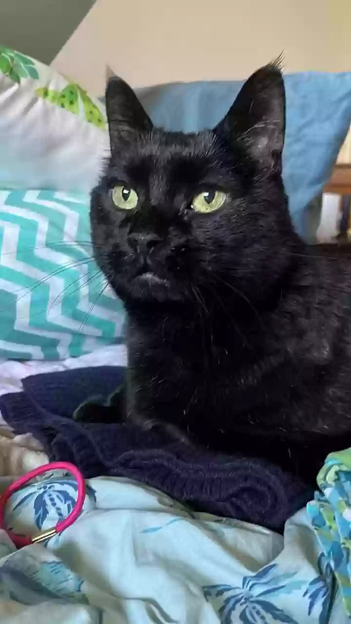 Lost cat in Provo, UT, 84604