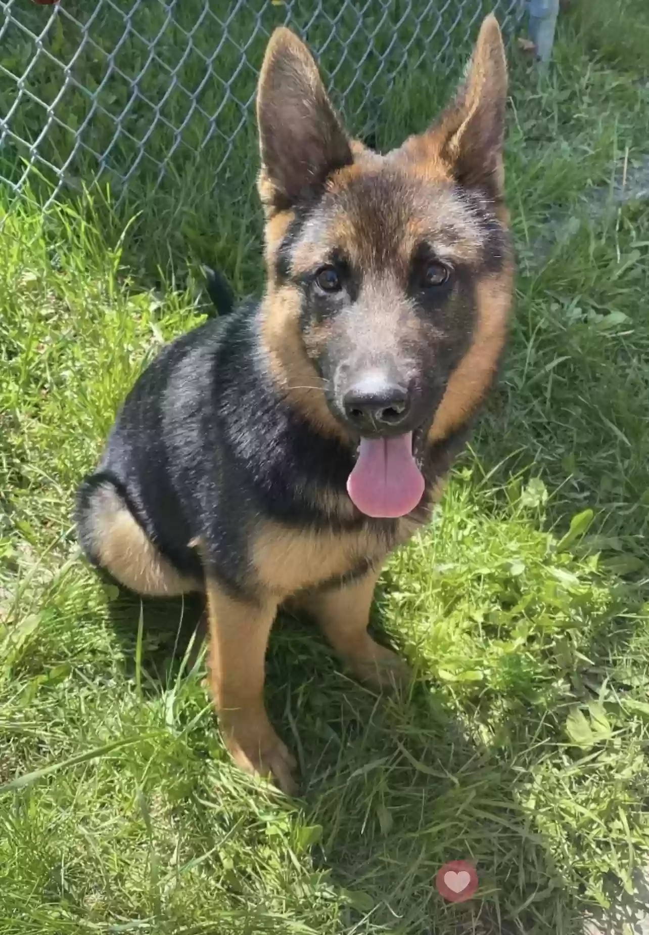 Lost dog in Milwaukee, WI, 53206