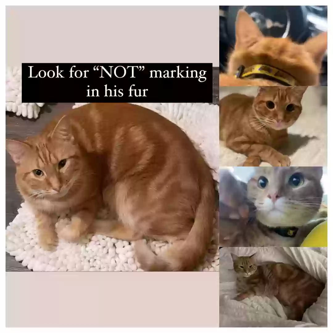 Lost cat in Fort Worth, TX, 76123